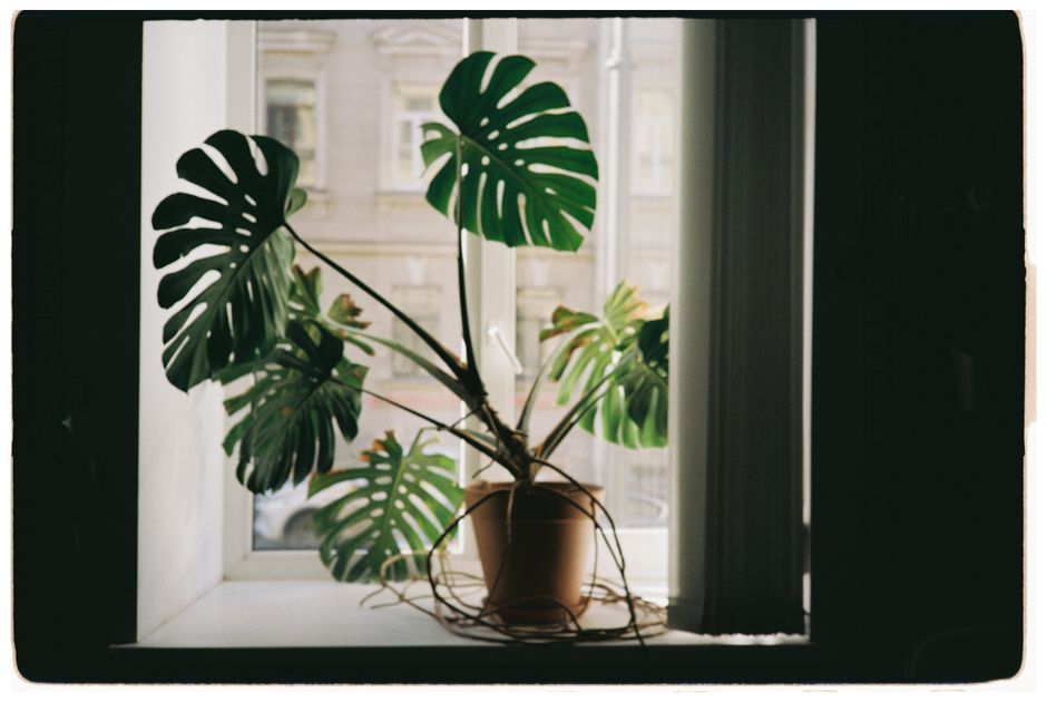 A thriving Monstera Deliciosa growing in a chunky, well-aerated soil mix - houseplant soil mix recipe A thriving Monstera Deliciosa growing in a chunky, well-aerated soil mix - houseplant soil mix recipe