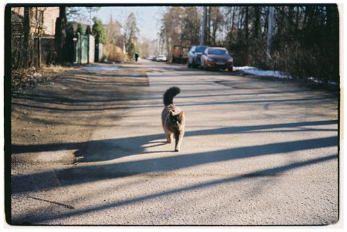 Free A fluffy cat walks down a sunlit street, casting a long shadow. Stock Photo