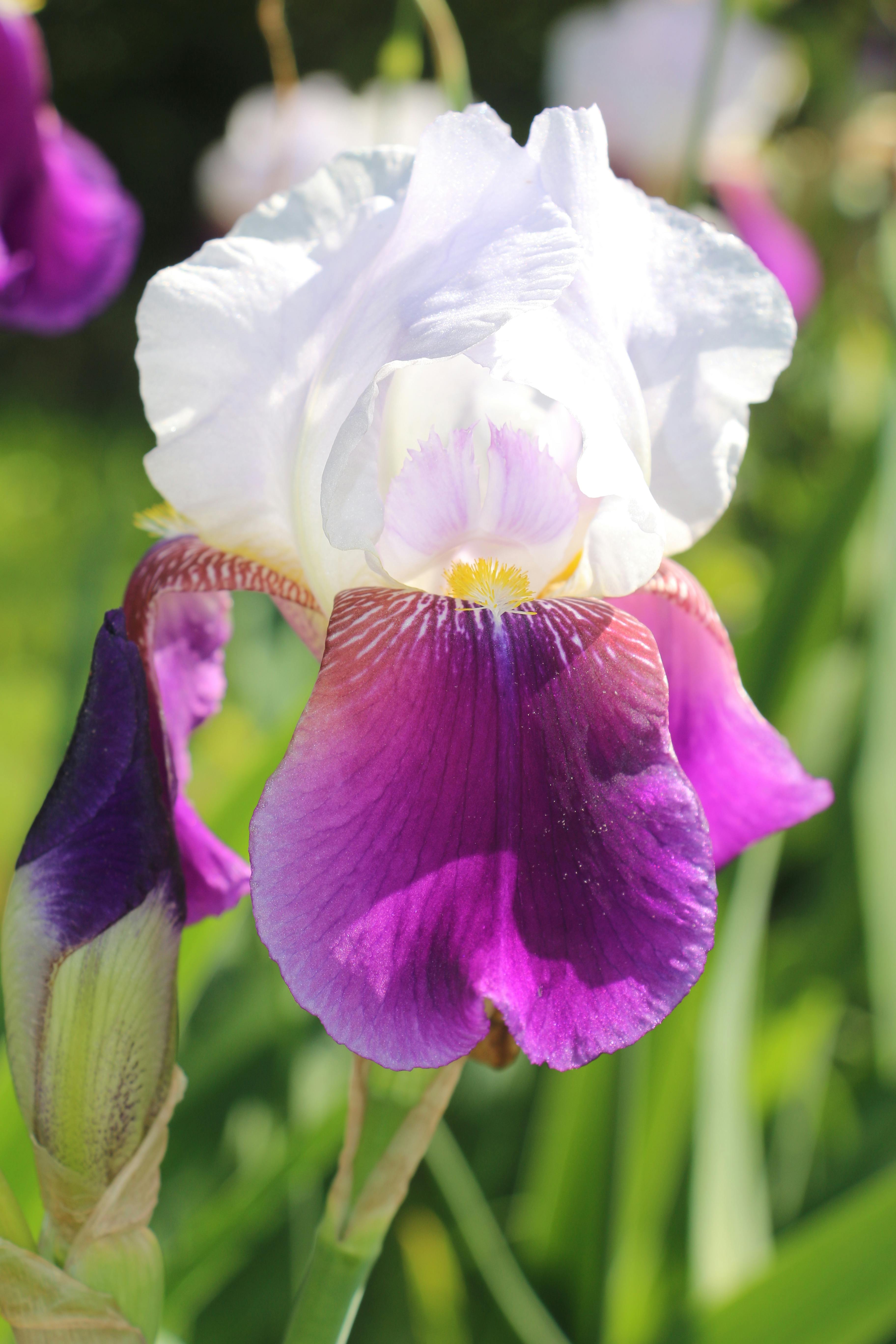  Gambar Bunga Iris 