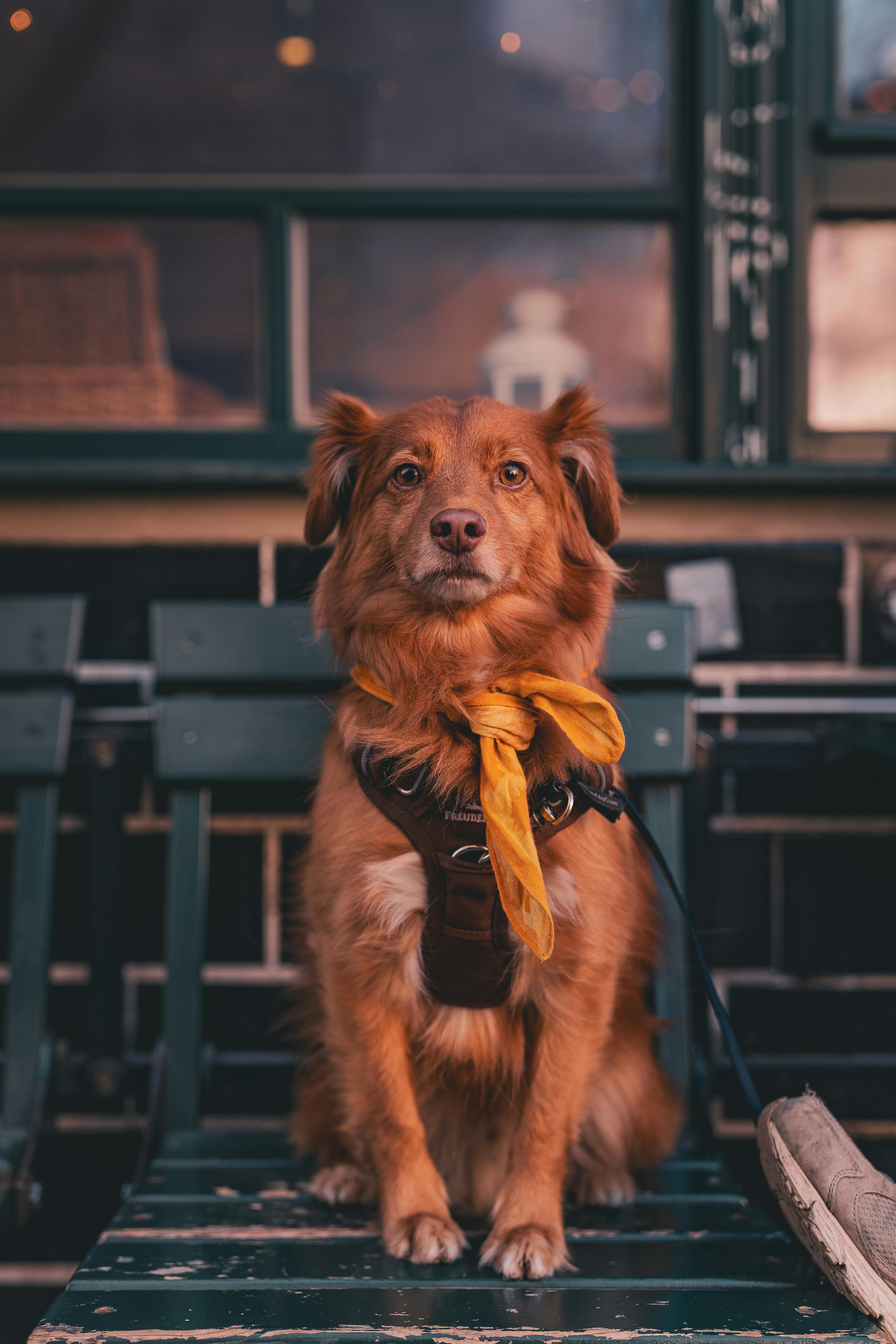 Adorably poised dog with a yellow scarf sits at a Berlin cafe.
