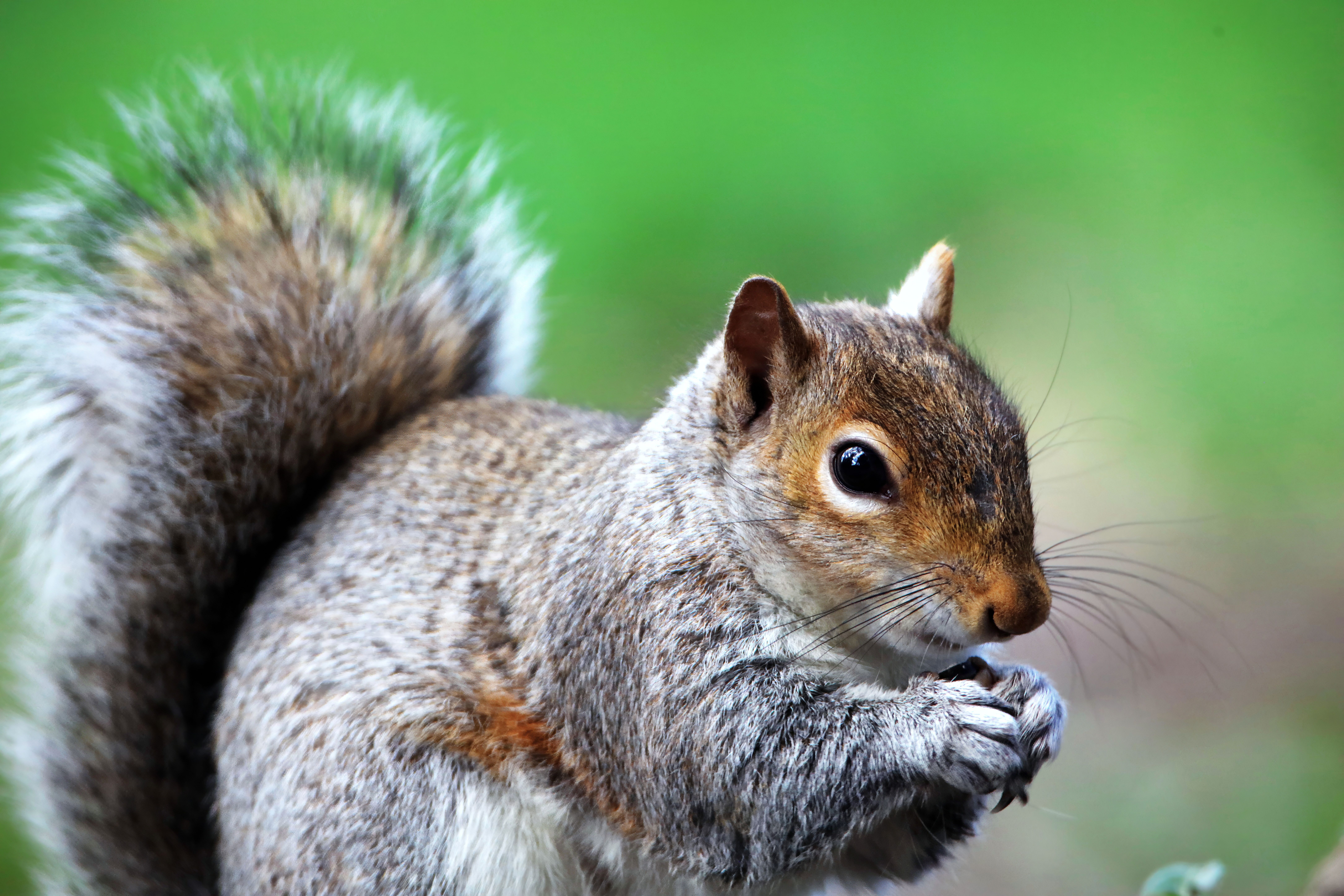 i stop squirrels chewing
