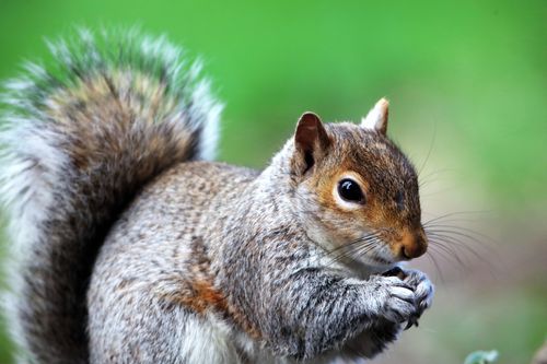 Free Detailed close-up of an Eastern Gray Squirrel holding a nut with a blurred green background. Stock Photo