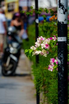 Colorful bougainvillea blooms along an urban sidewalk with a blurred pedestrian and scooter in the background.