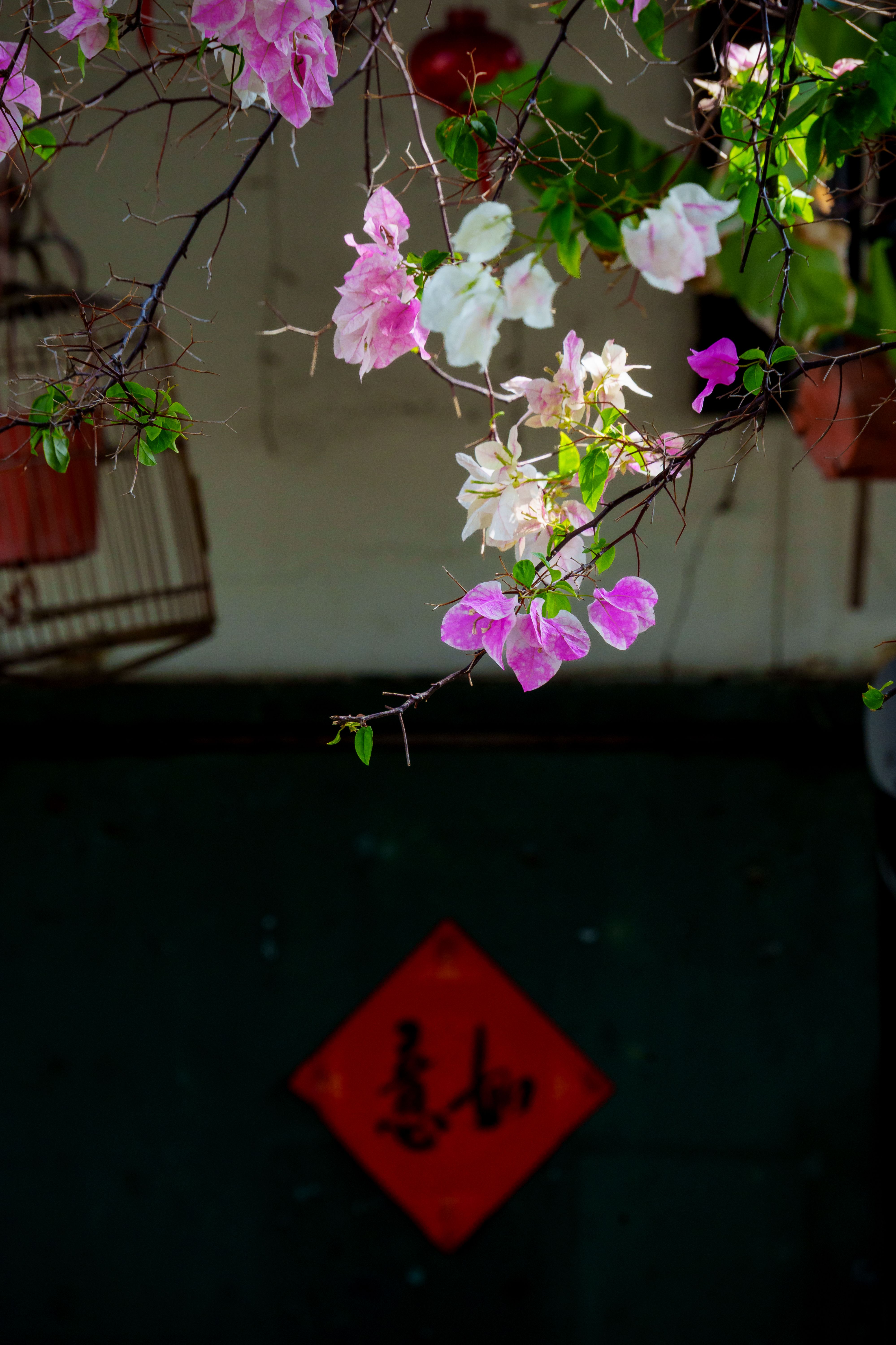 Pink and white bougainvillea flowers with a rustic Asian backdrop, featuring a red decor sign.