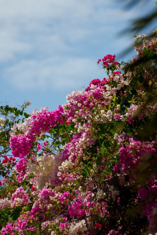 Free Colorful bougainvillea flowers in full bloom against a bright blue sky, showcasing nature's beauty. Stock Photo