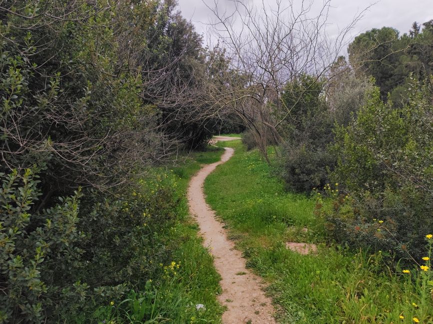 Winding path through dense, green vegetation, perfect for a peaceful nature walk.