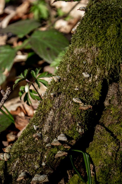 Free Moss-covered tree trunk with fungi in a vibrant Ukrainian forest setting. Stock Photo
