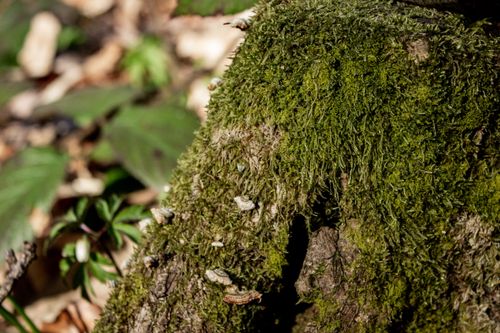 Free Close-up of a moss-covered tree trunk in Ukraine's forest, symbolizing nature's resilience. Stock Photo