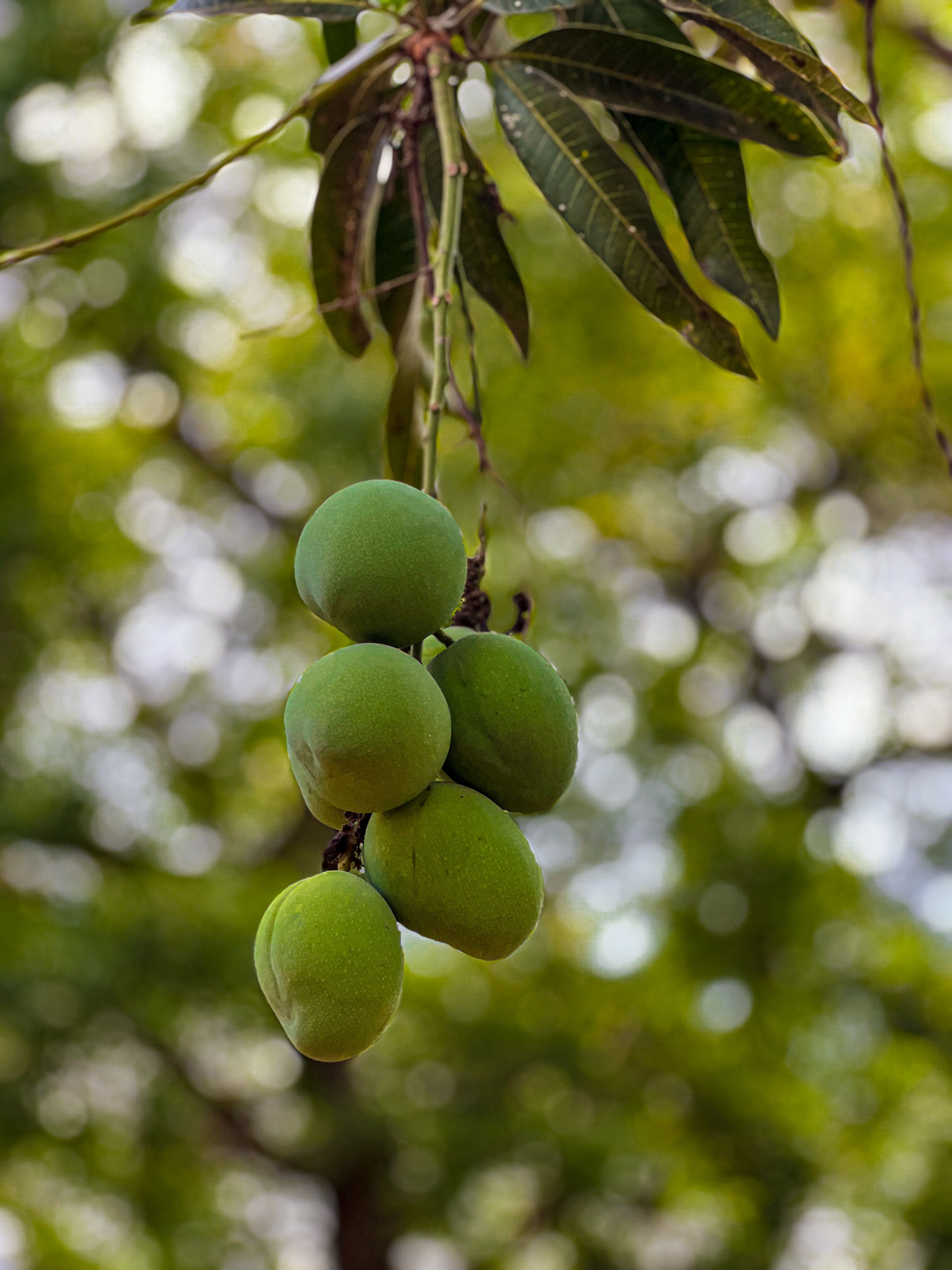 Grupo De Mangos Verdes En El árbol · Foto de stock gratuita
