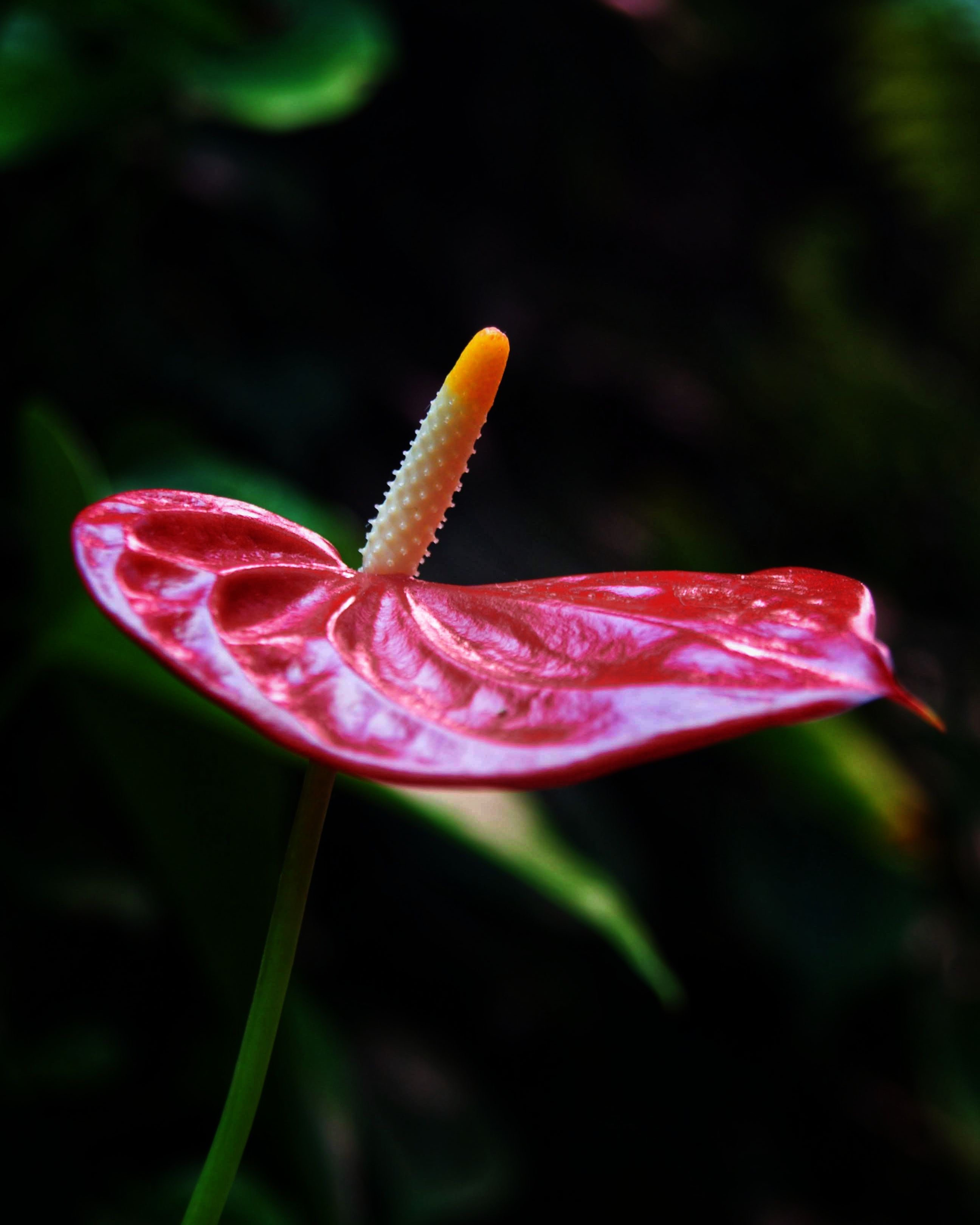 Gratis lagerfoto af anthurium, anthurium andraeanum, blad, bldt fokus,  blomst, blomstermotiv, botanik, botanisk, dekorativ, delikat, design,  dyrke, eksotisk, eksotisk plante, elegant, farverig, flamingo blomst,  flora, fredelig, frisk, have, indretning ...