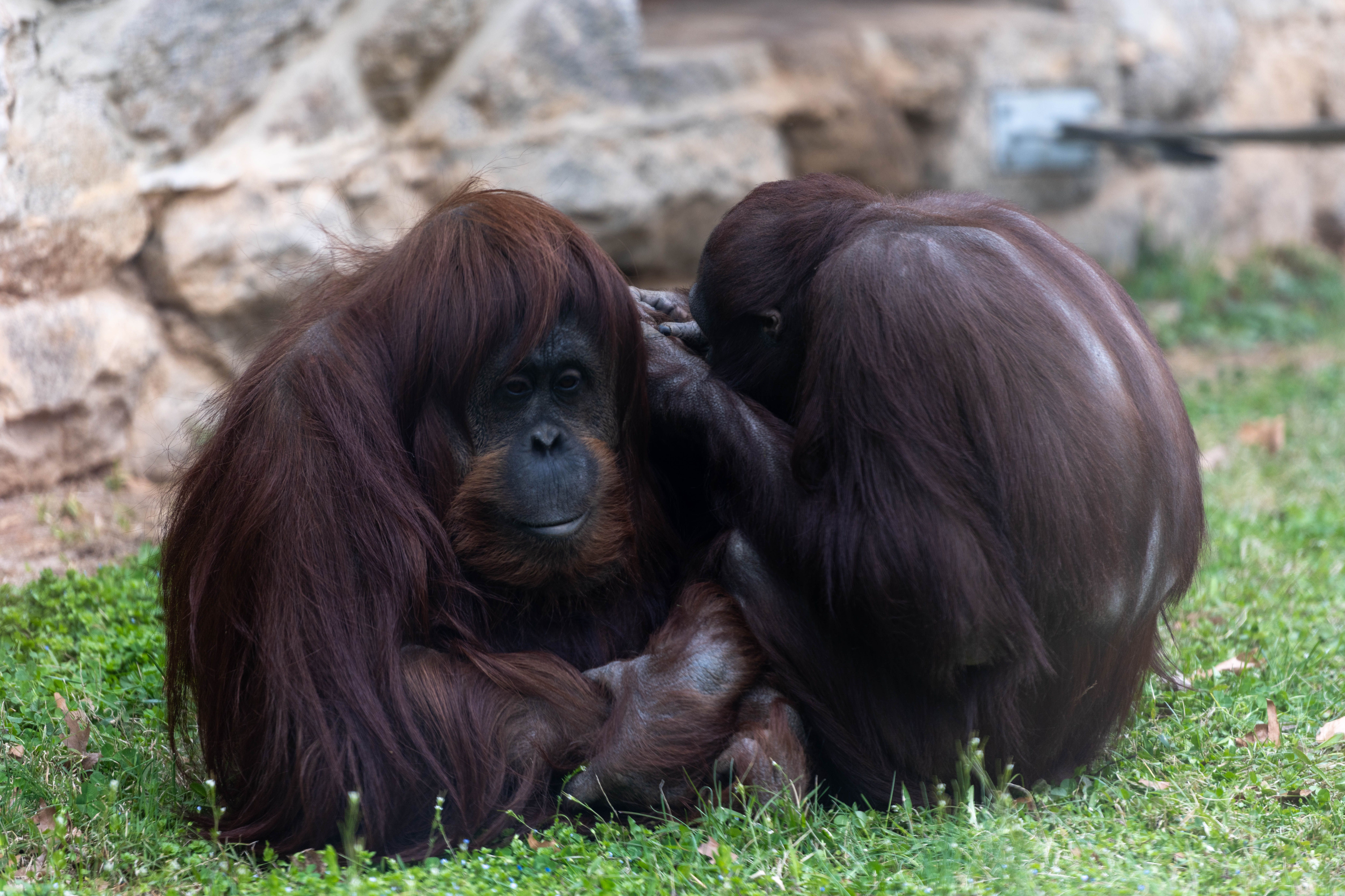 Orangutan Family Fun