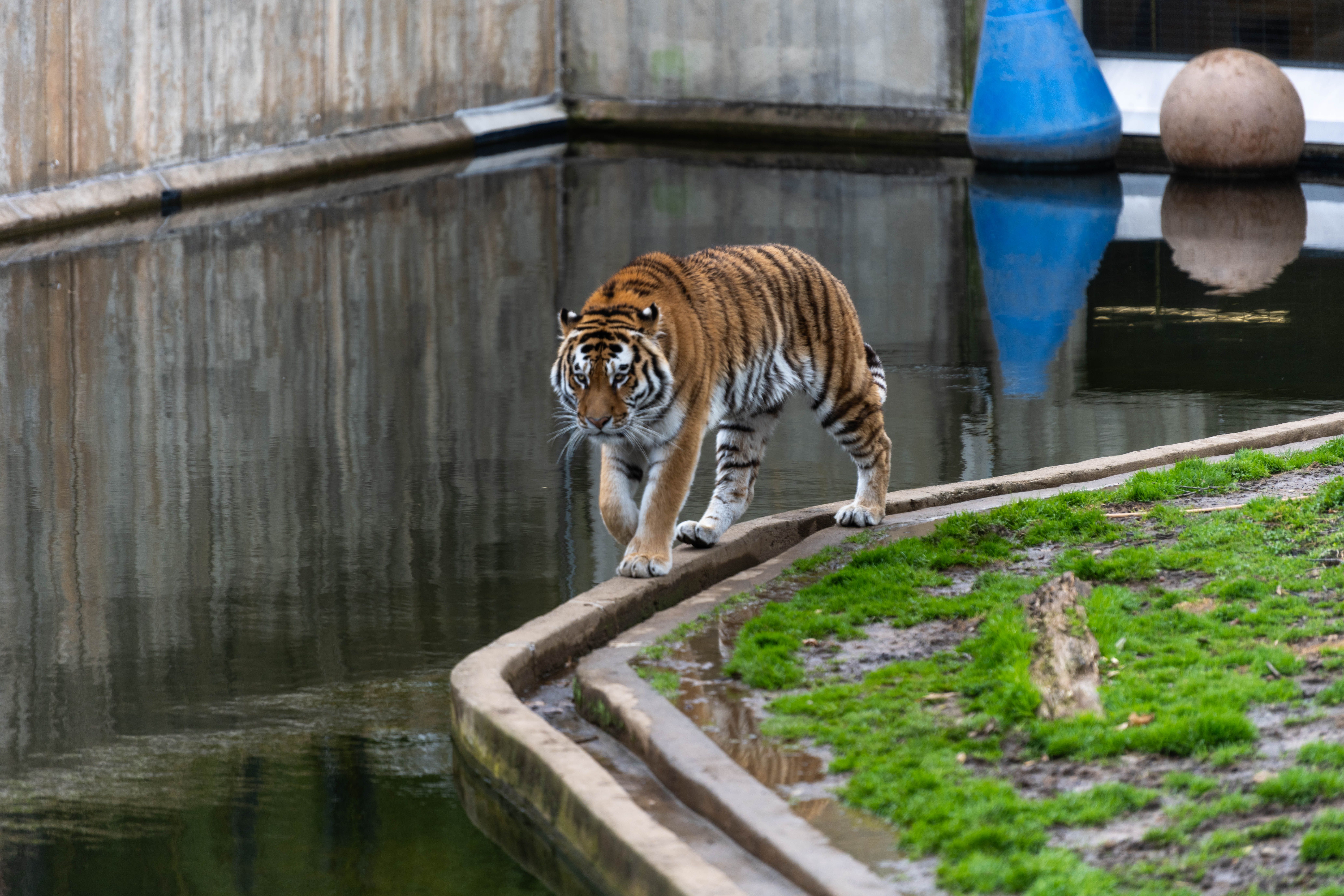 A Siberian tiger walks along the water's edge in a zoo enclosure.
