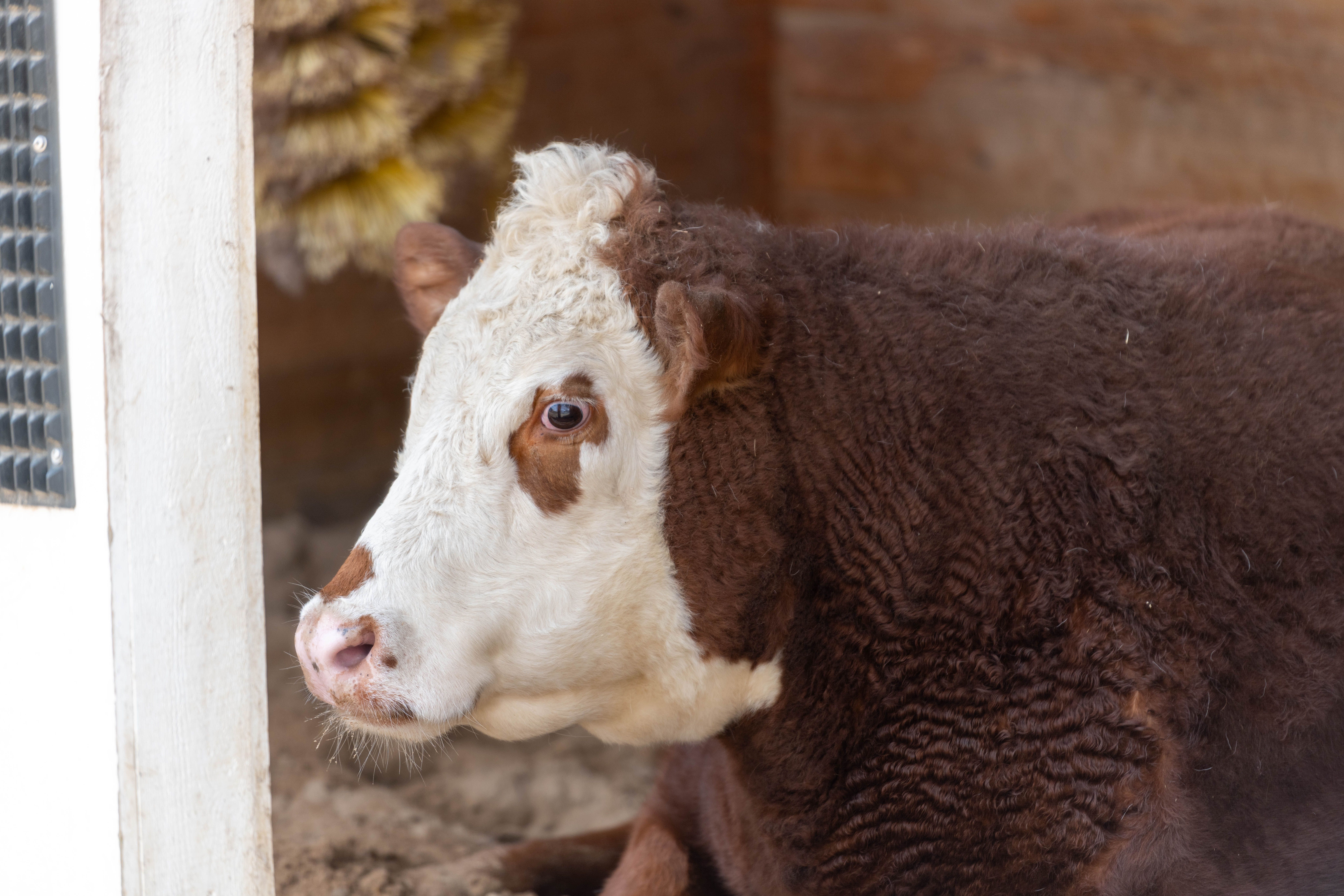 Close-up Portrait of a Resting Hereford Cow · Free Stock Photo