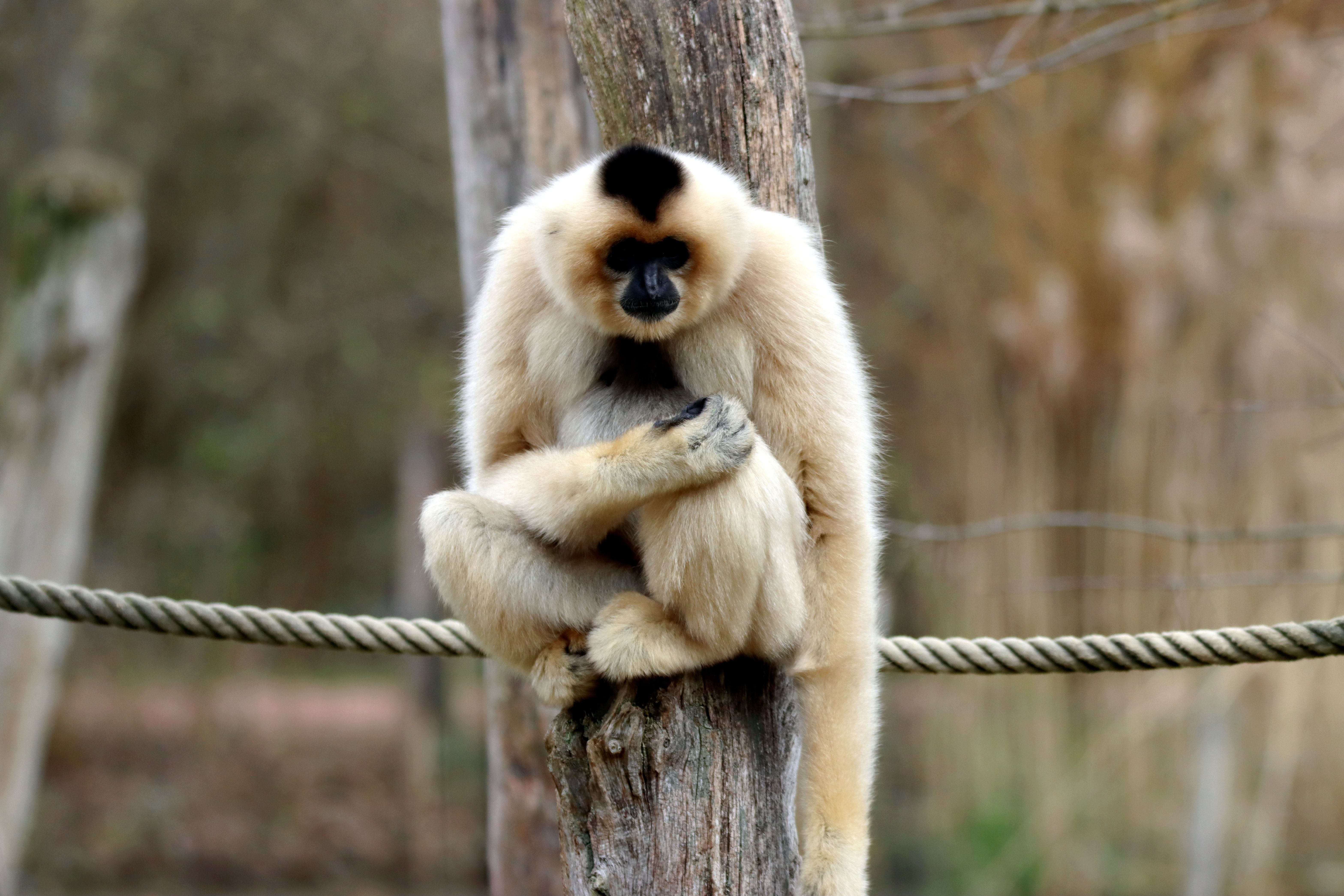 A serene gibbon sits on a tree trunk, showcasing its natural habitat and relaxing posture.