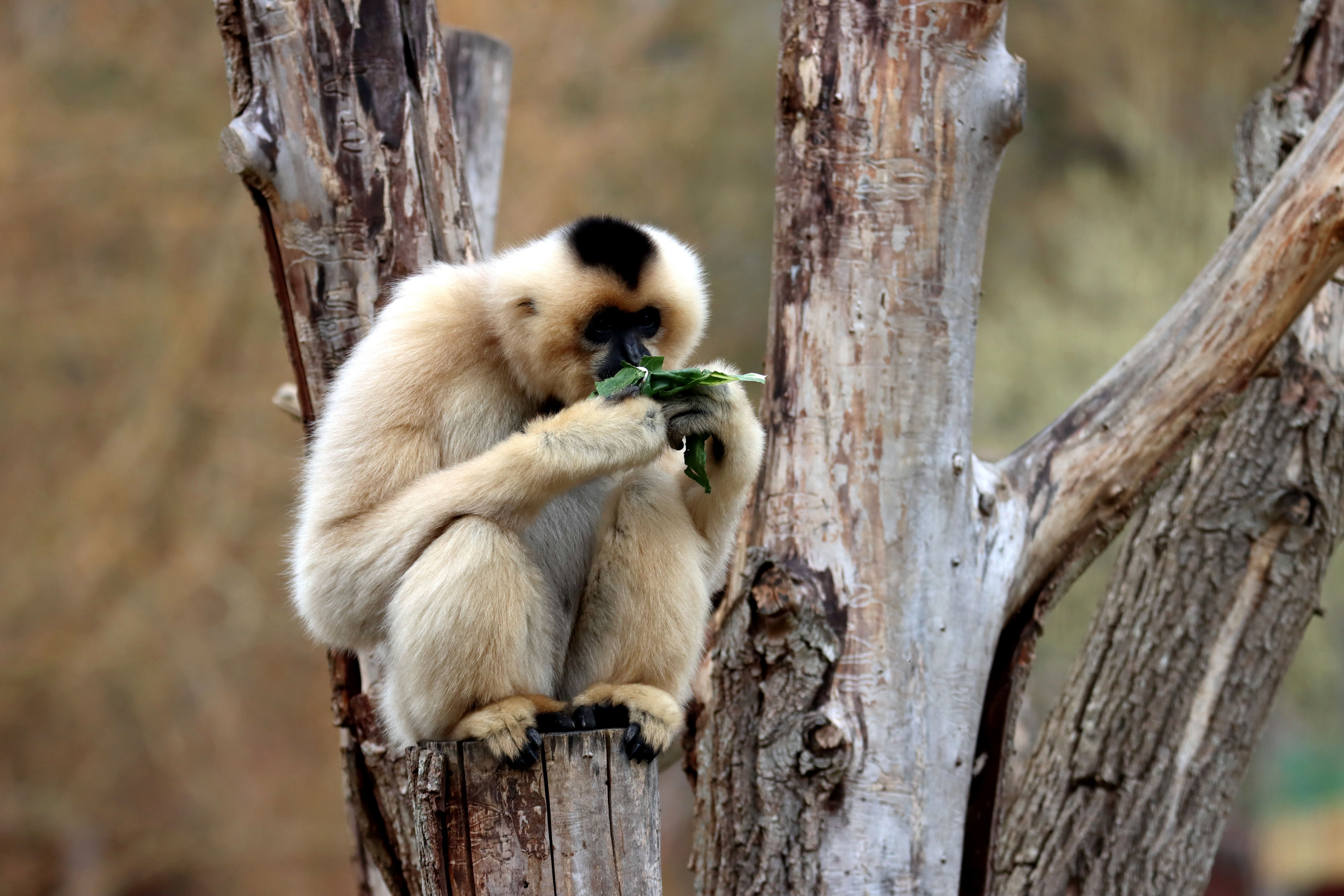 A Lar Gibbon enjoys a meal perched on a tree in its natural habitat.