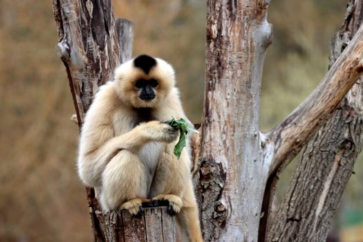 Golden gibbon perched on a tree branch, calmly holding green leaves in its natural habitat.