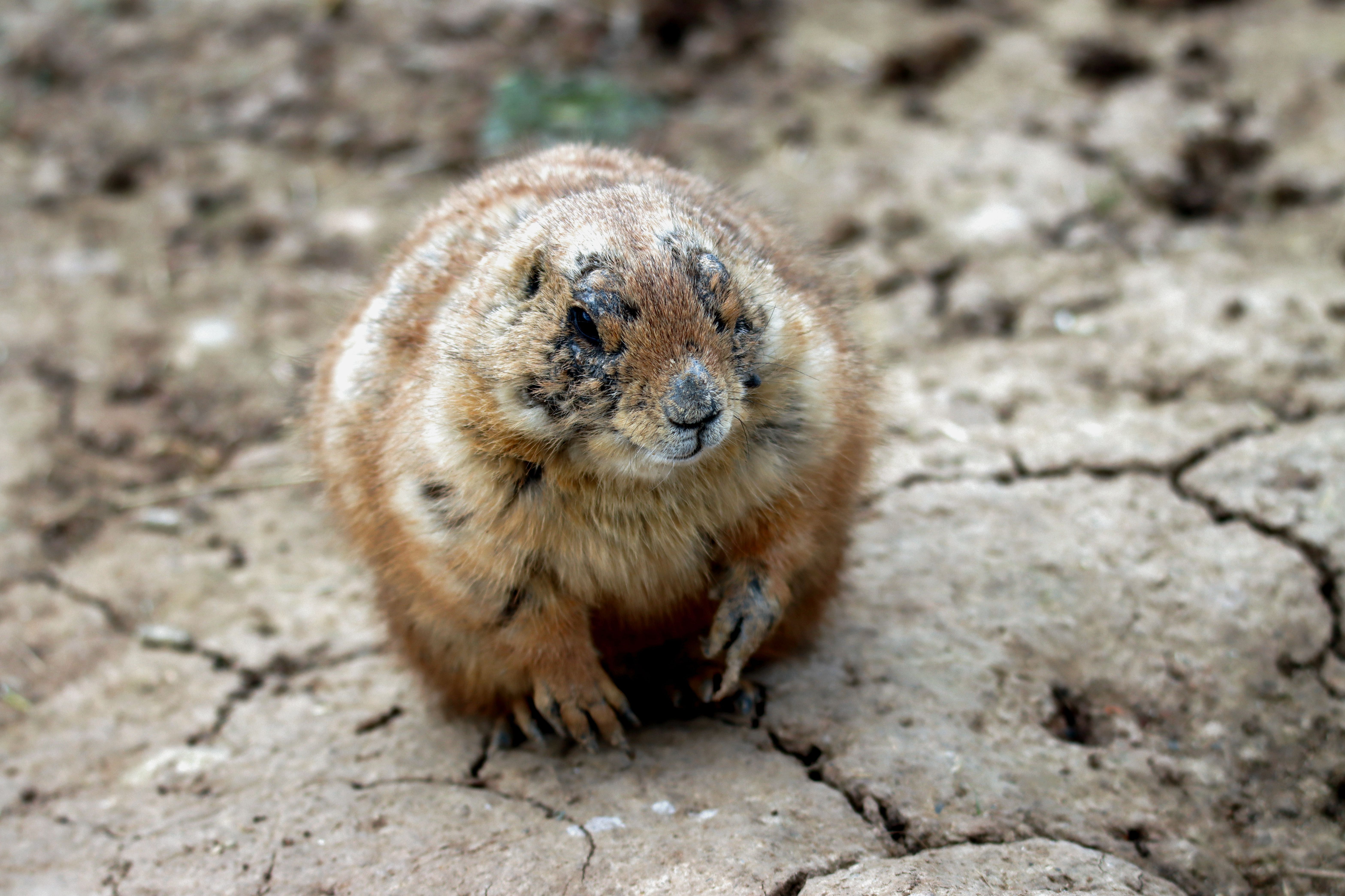 Close-up of a Prairie Dog on Rocky Terrain · Free Stock Photo
