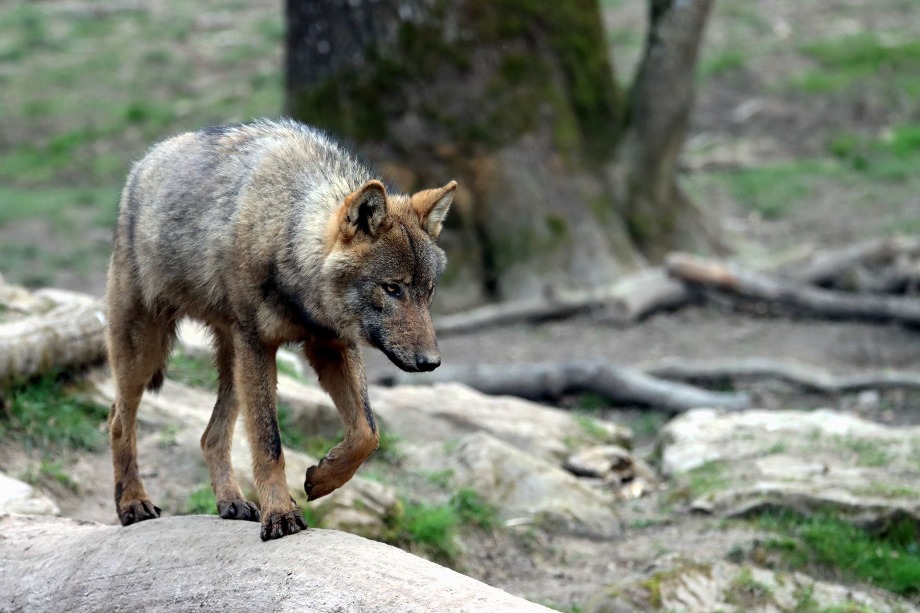 Wolf zurück in Deutschland