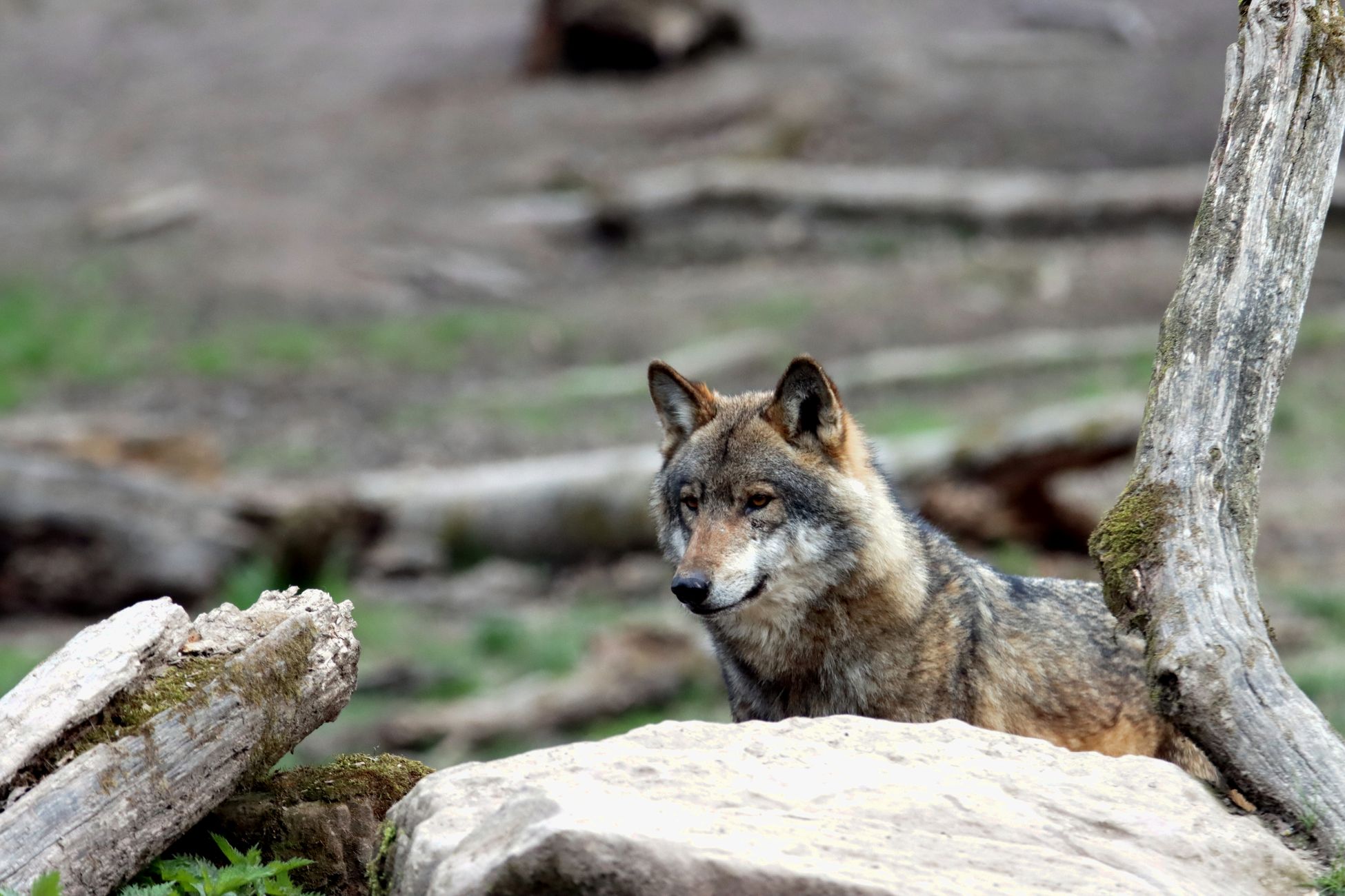 Wolf mogelijk gevoerd bij pannenkoekenrestaurant
