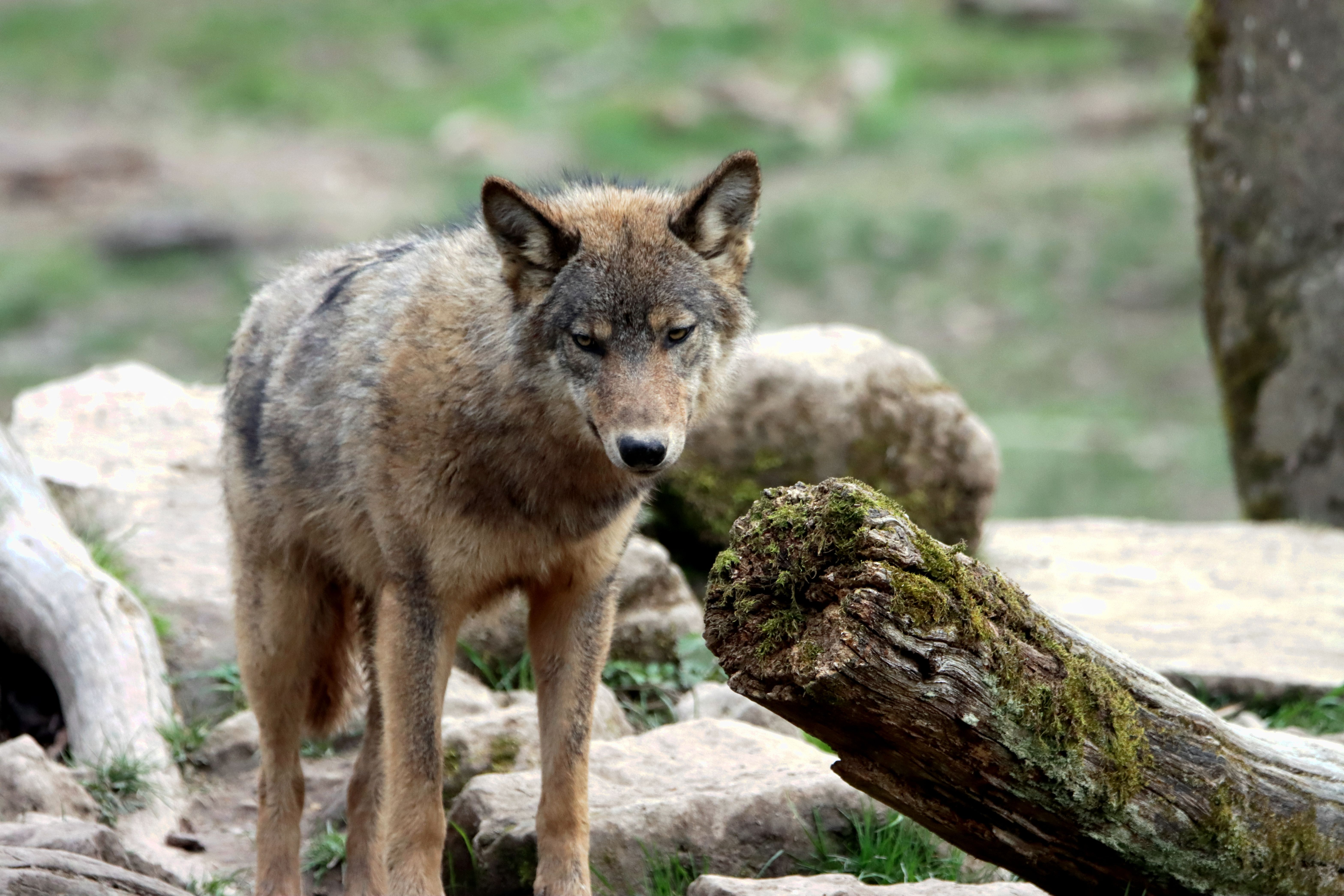 Majestic Grey Wolf Standing Among Rocks · Free Stock Photo