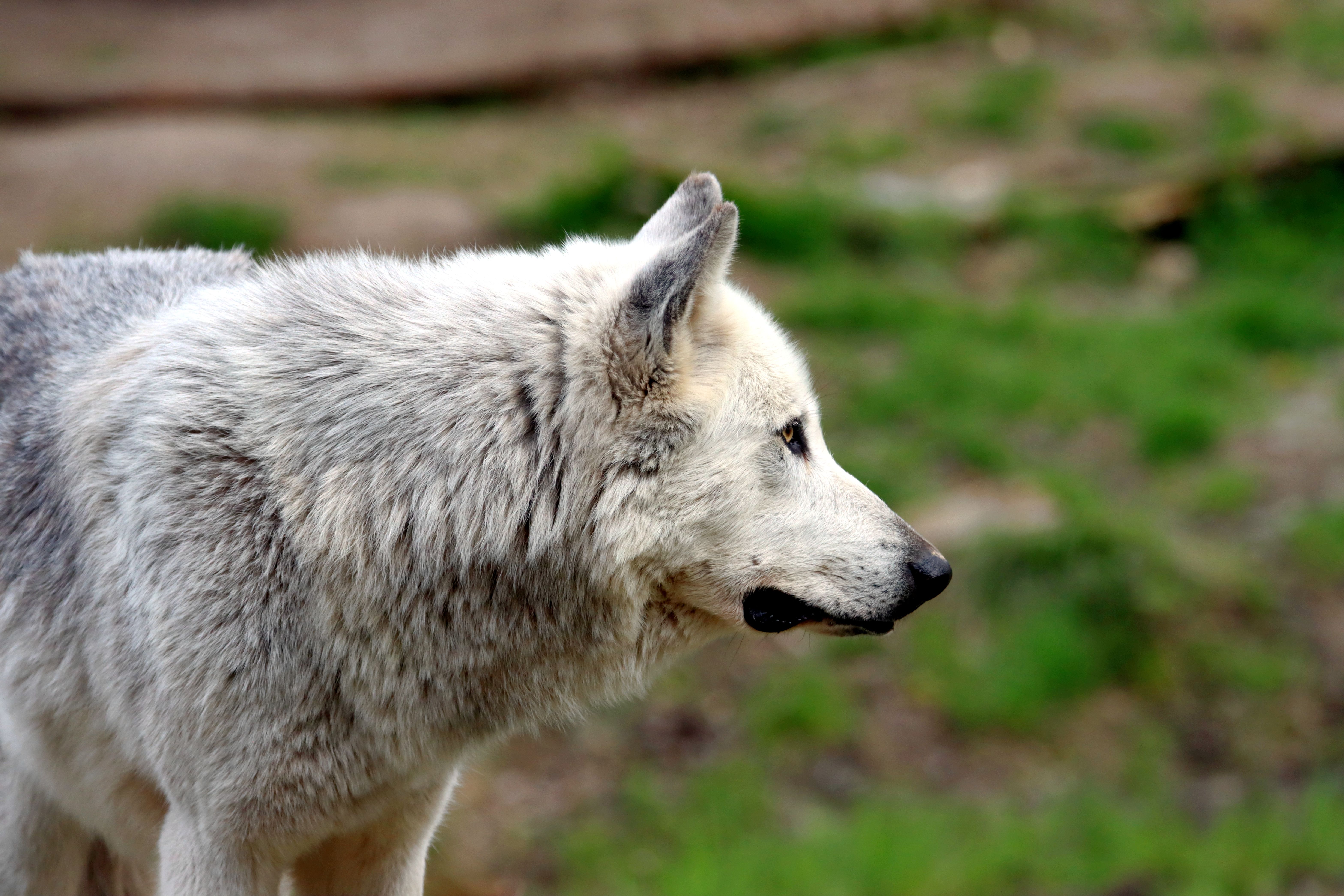 Close-up of a Gray Wolf in Natural Habitat · Free Stock Photo
