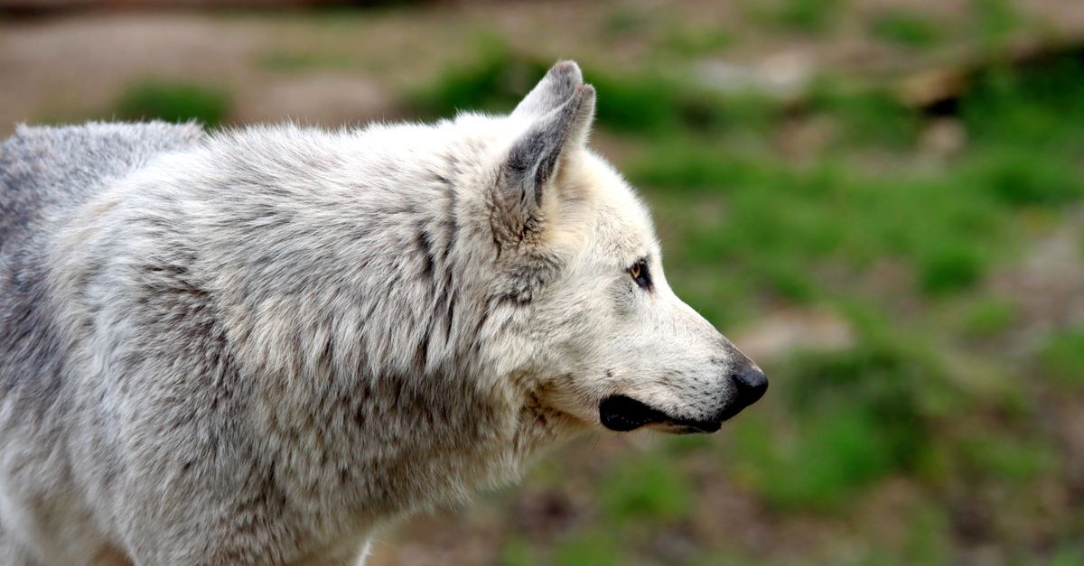 Wolves Characteristics Close-up of a Gray Wolf in Natural Habitat · Free Stock Photo