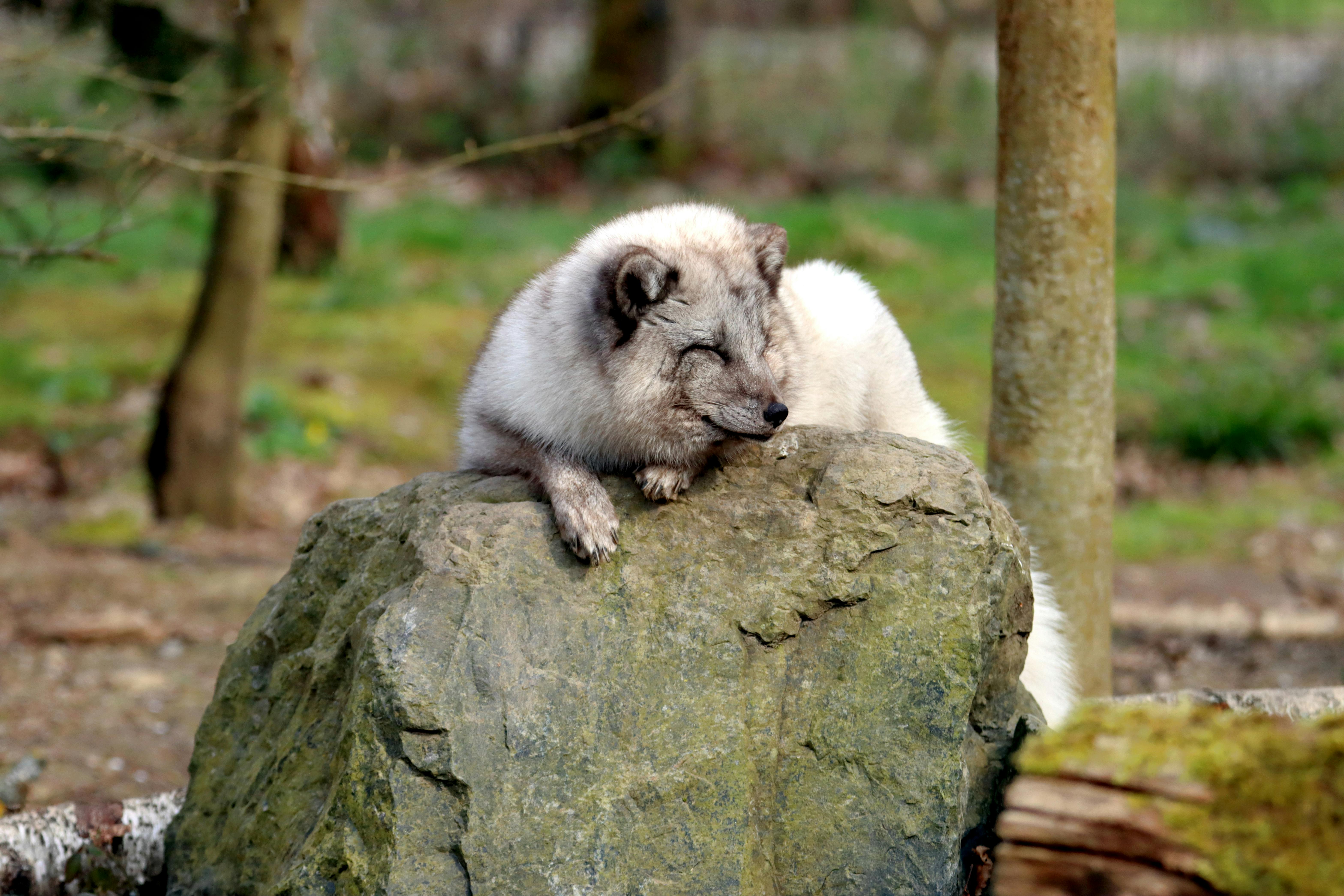 An arctic fox peacefully resting on a large rock in a natural outdoor setting.