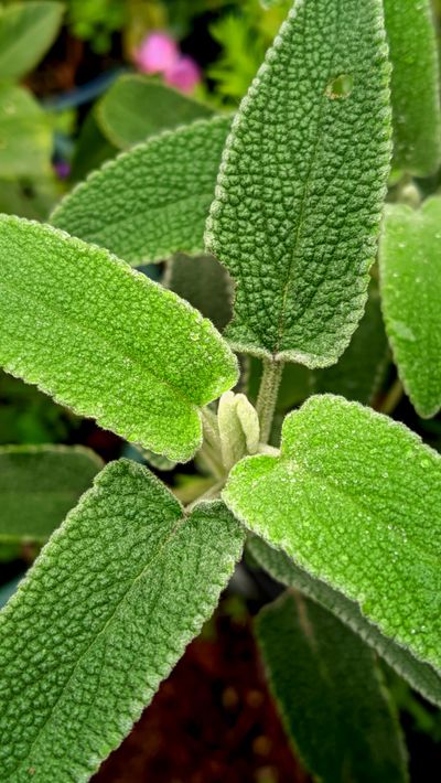 Salvia