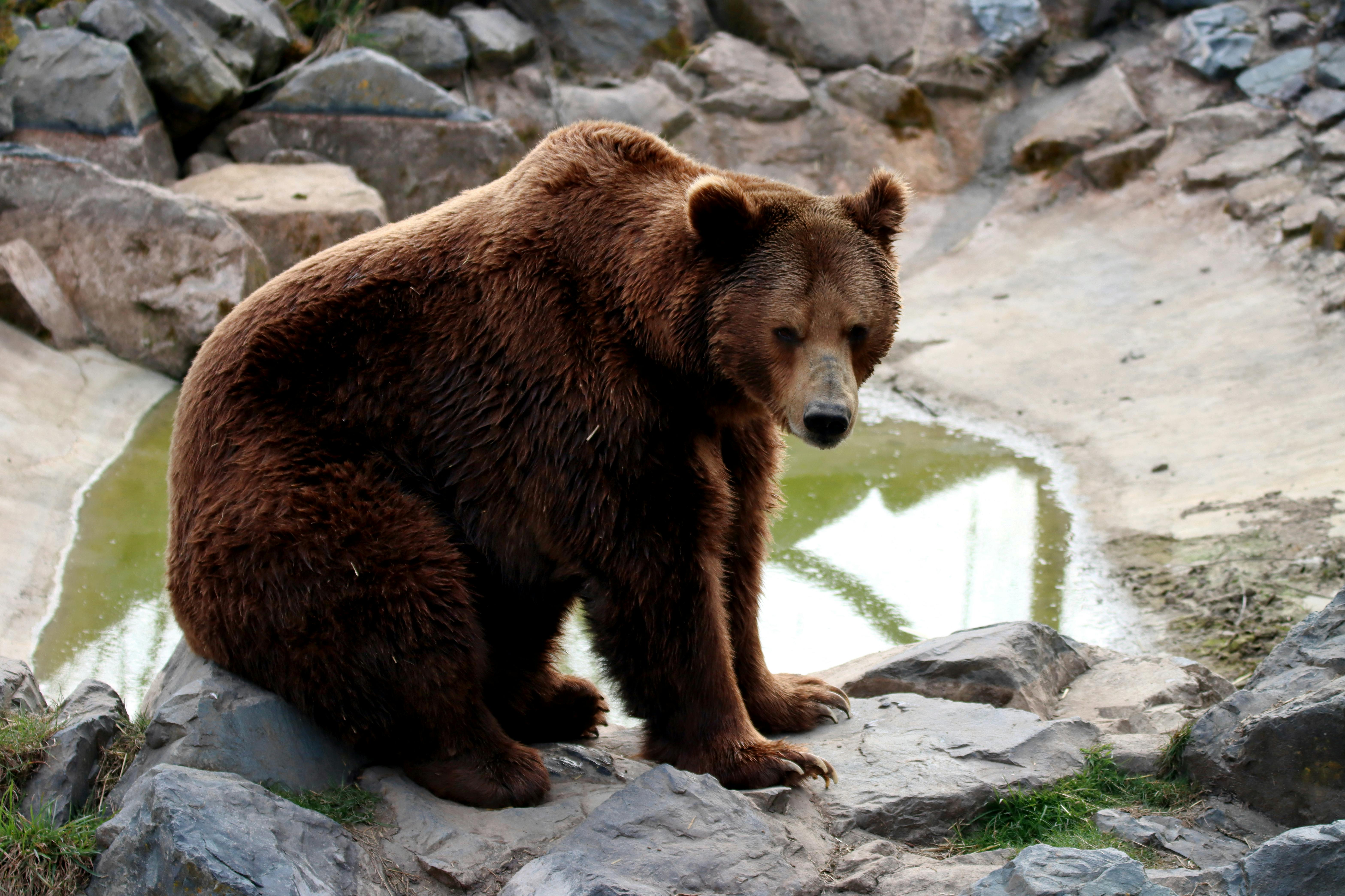 sabres vs bruins — Photo by patrice schoefolt on Pexels