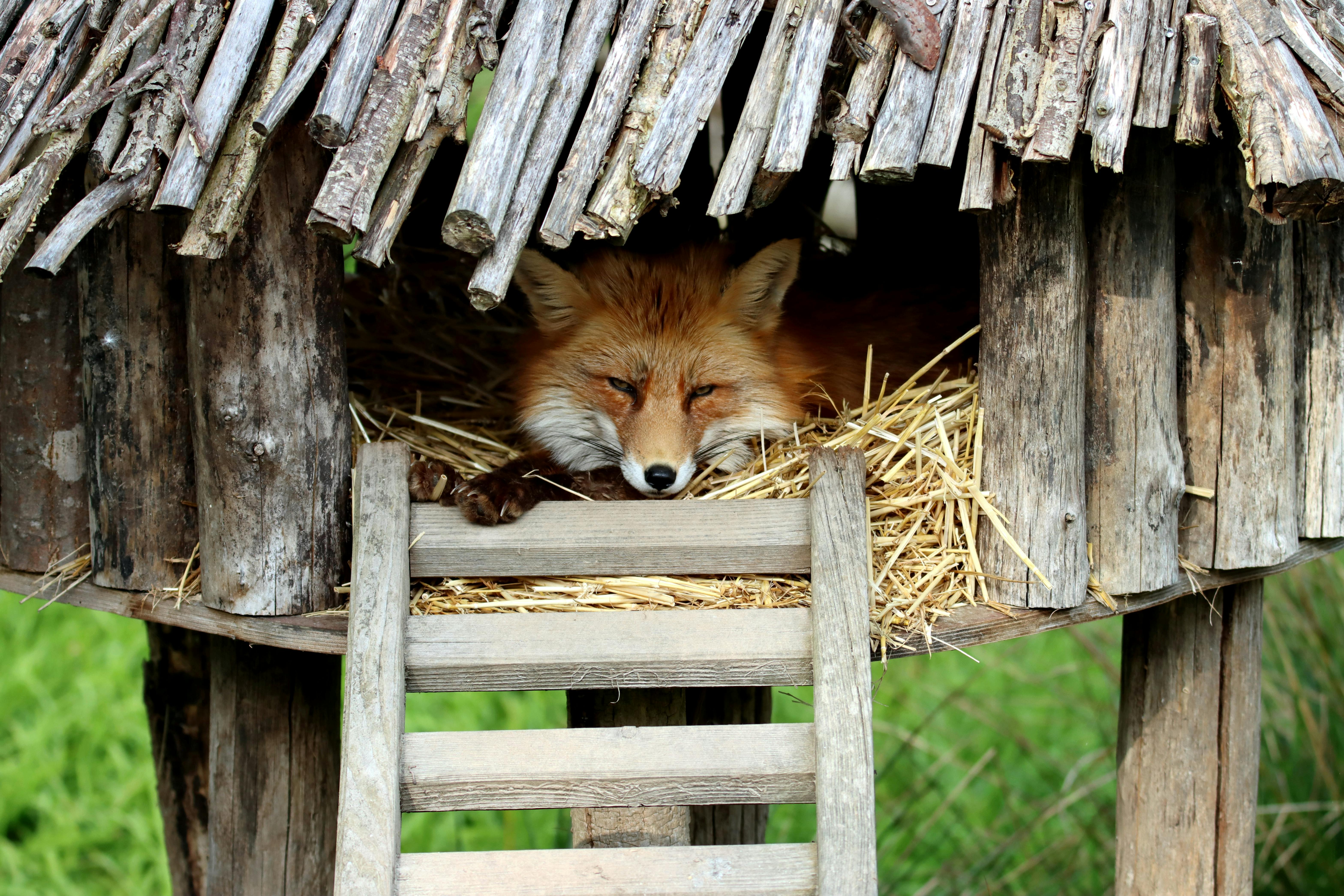 A red fox relaxing peacefully on straw inside a rustic wooden shelter with a thatched roof.