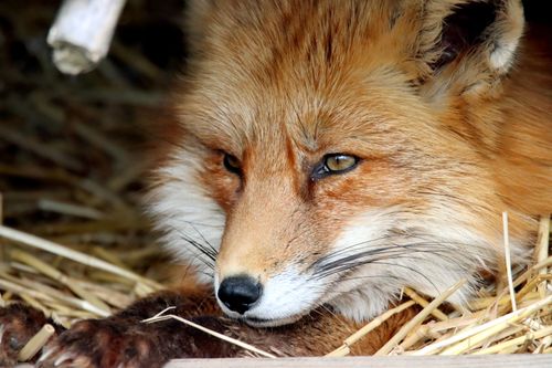 Free Beautiful close-up of a red fox peacefully resting on straw, showcasing its vibrant fur. Stock Photo