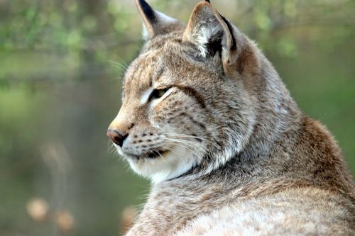 Free Close-up of a lynx with striking fur patterns, sitting outdoors and focusing attentively. Stock Photo