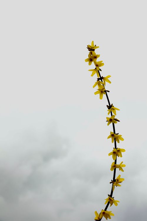 Free A detailed shot of a yellow forsythia branch reaching upwards against a cloudy, grey sky. Stock Photo