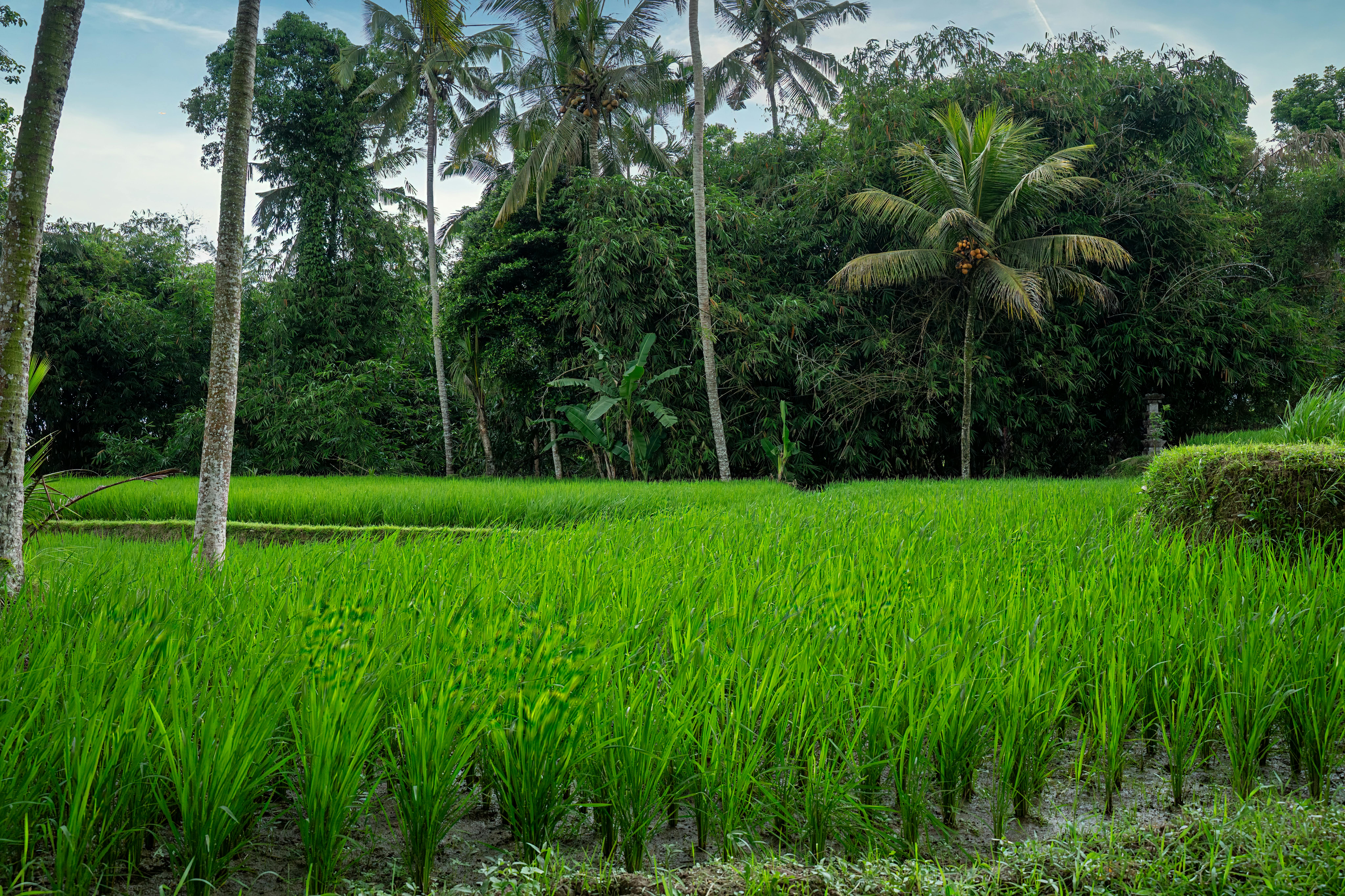 Naturopaths Bali