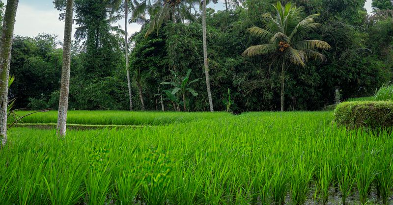 eSIM Bali : Meilleurs Prix & Guide 2026