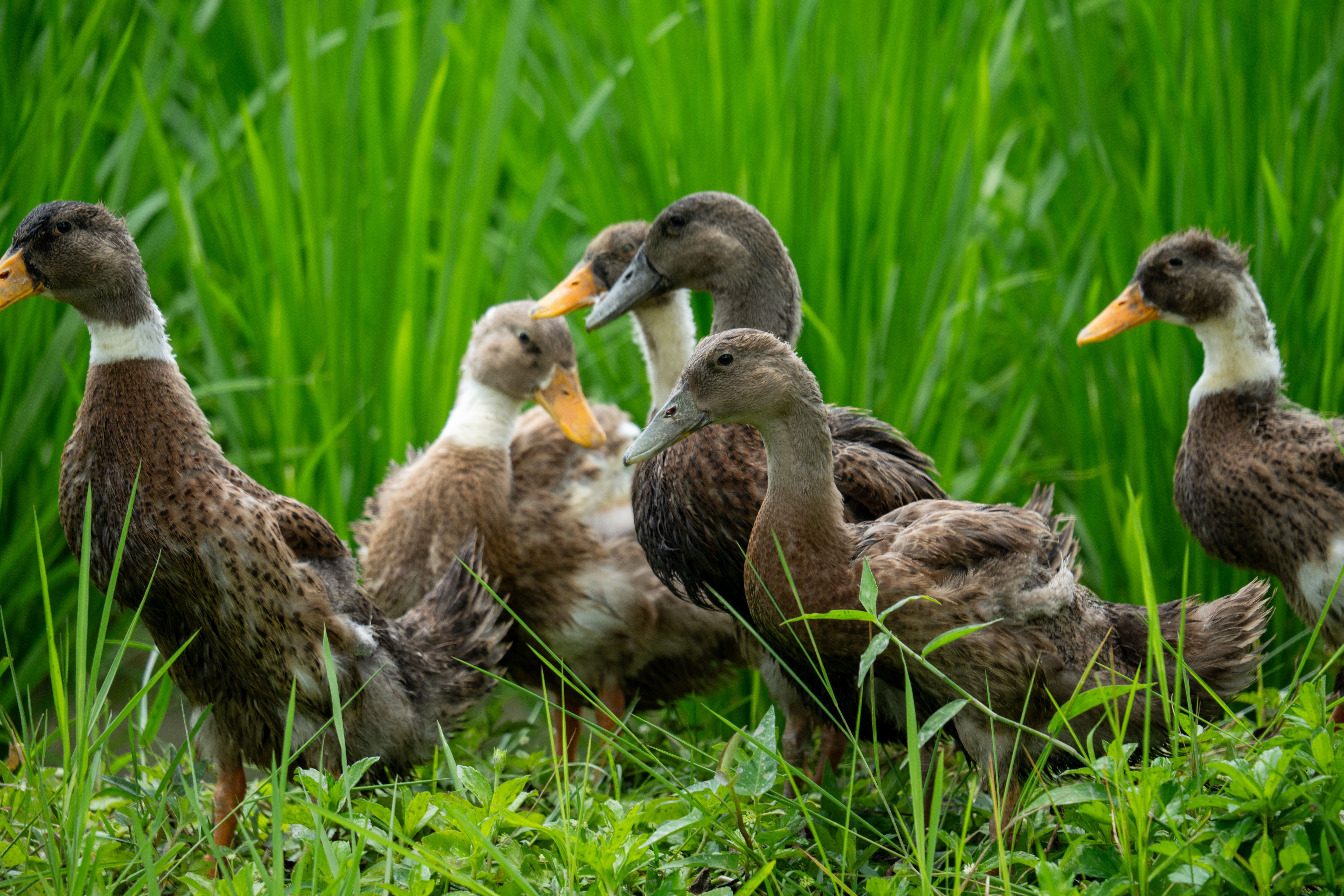 Group of Ducks in Lush Bali Rice Field · Free Stock Photo