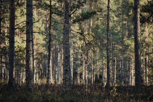 Serene sunlit coniferous forest with tall pine trees casting shadows on the woodland floor.