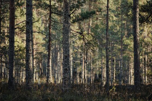 Free Serene sunlit coniferous forest with tall pine trees casting shadows on the woodland floor. Stock Photo