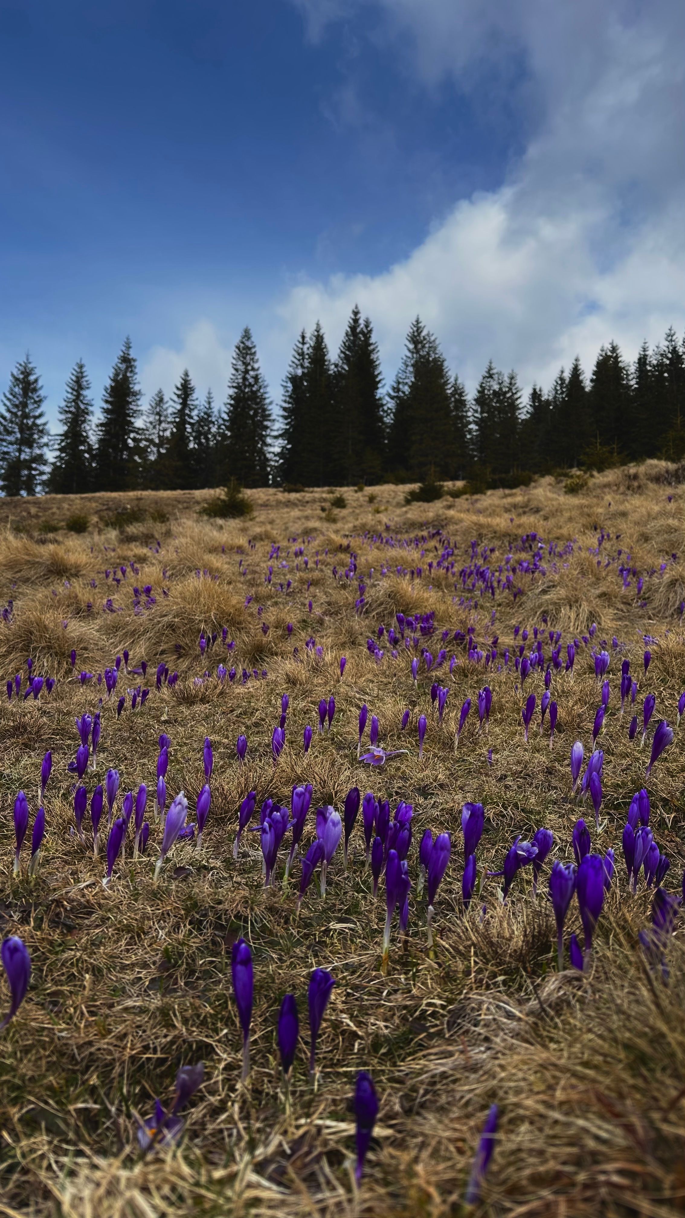 Randonnées à thème dans les Cévennes : botanique et biodiversité 