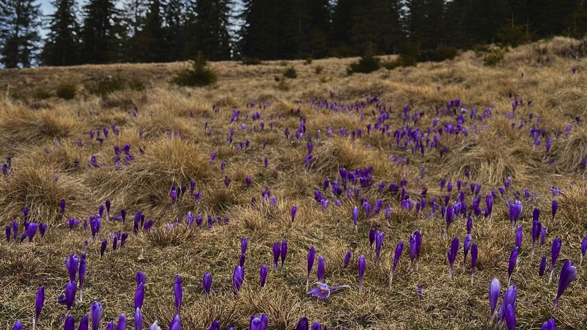Randonnées à thème dans les Cévennes : botanique et biodiversité