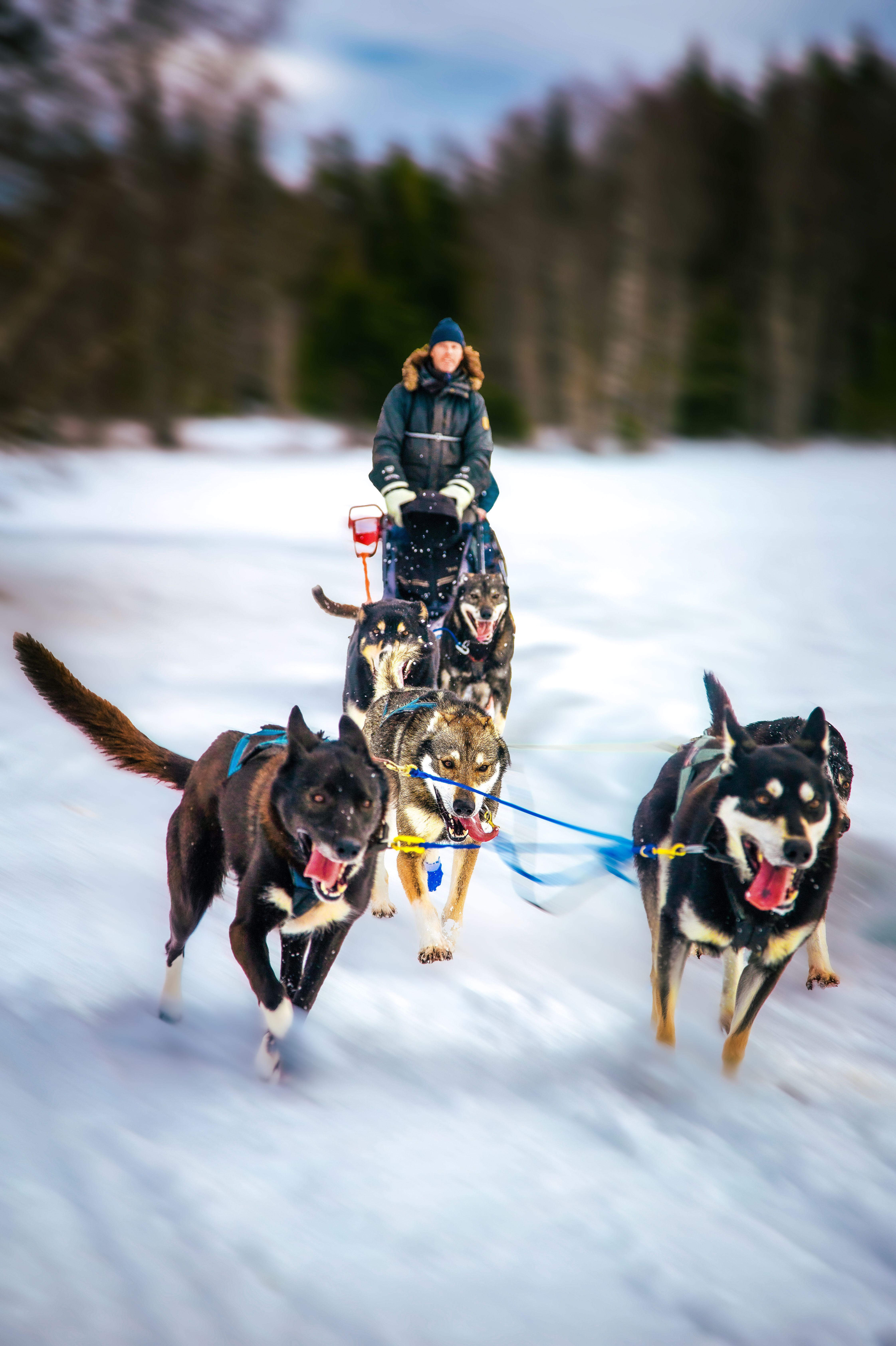 Dynamic Dog Sledding Adventure through Snowy Forest · Free Stock Photo