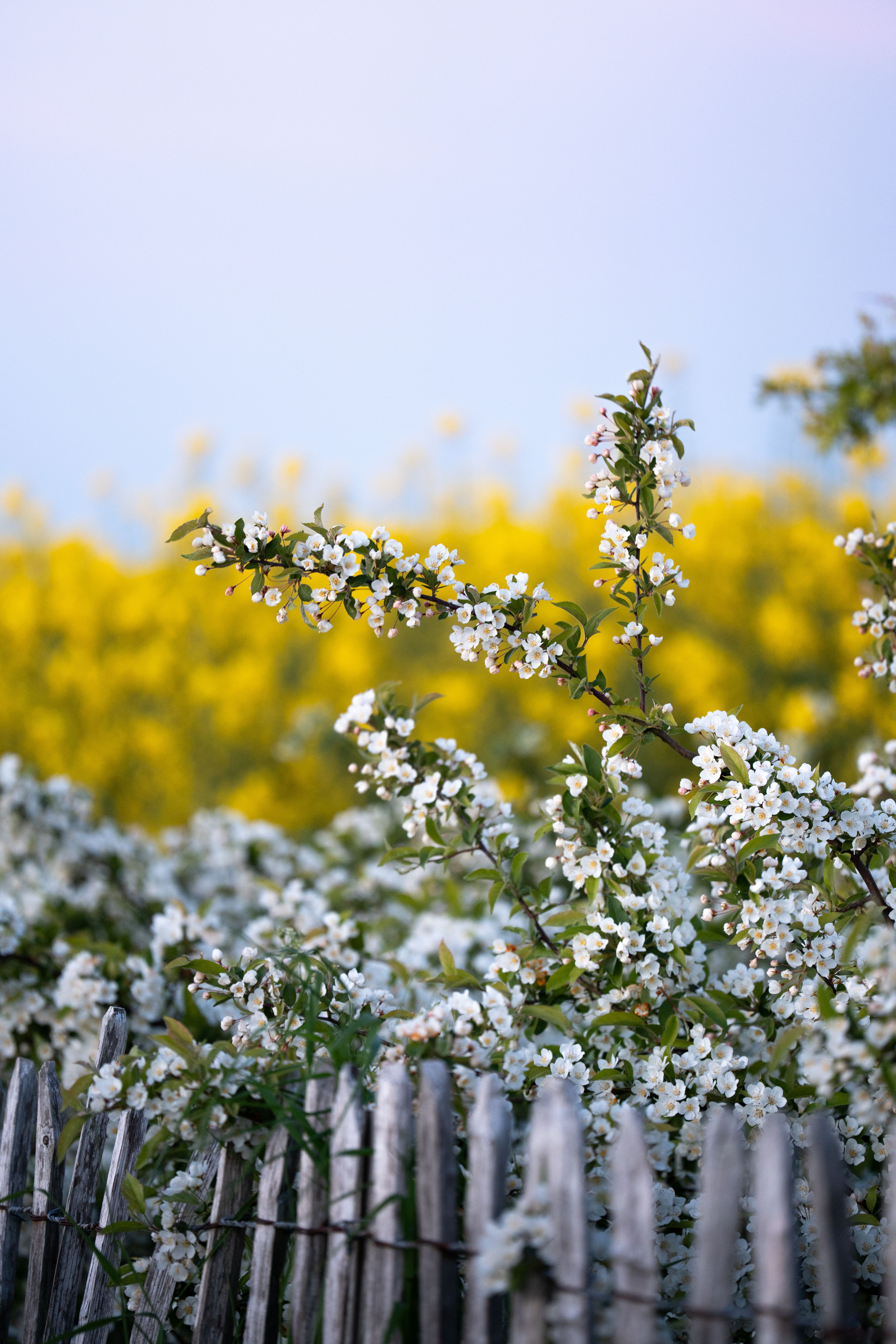 やわらかなピンクの花々