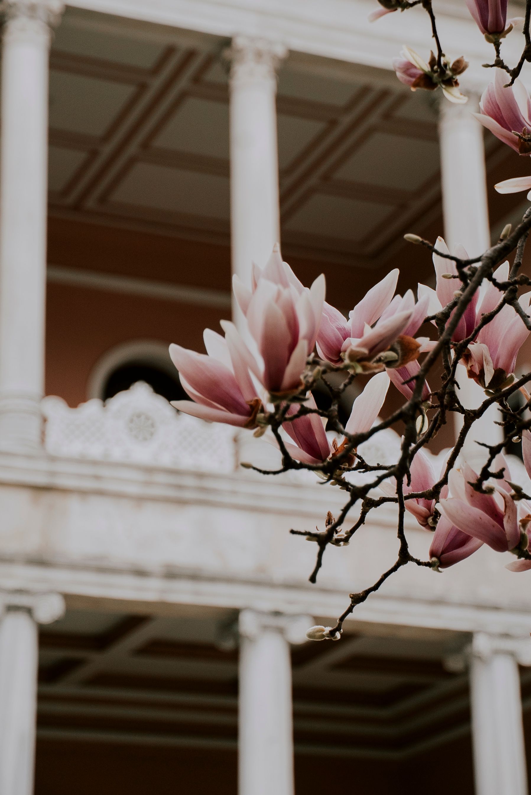 Elegant Magnolia Blooms in Front of Istanbul Architecture · Free Stock ...