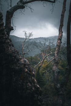 A dramatic view of a misty forest with bare trees, showcasing moody and mysterious ambiance.