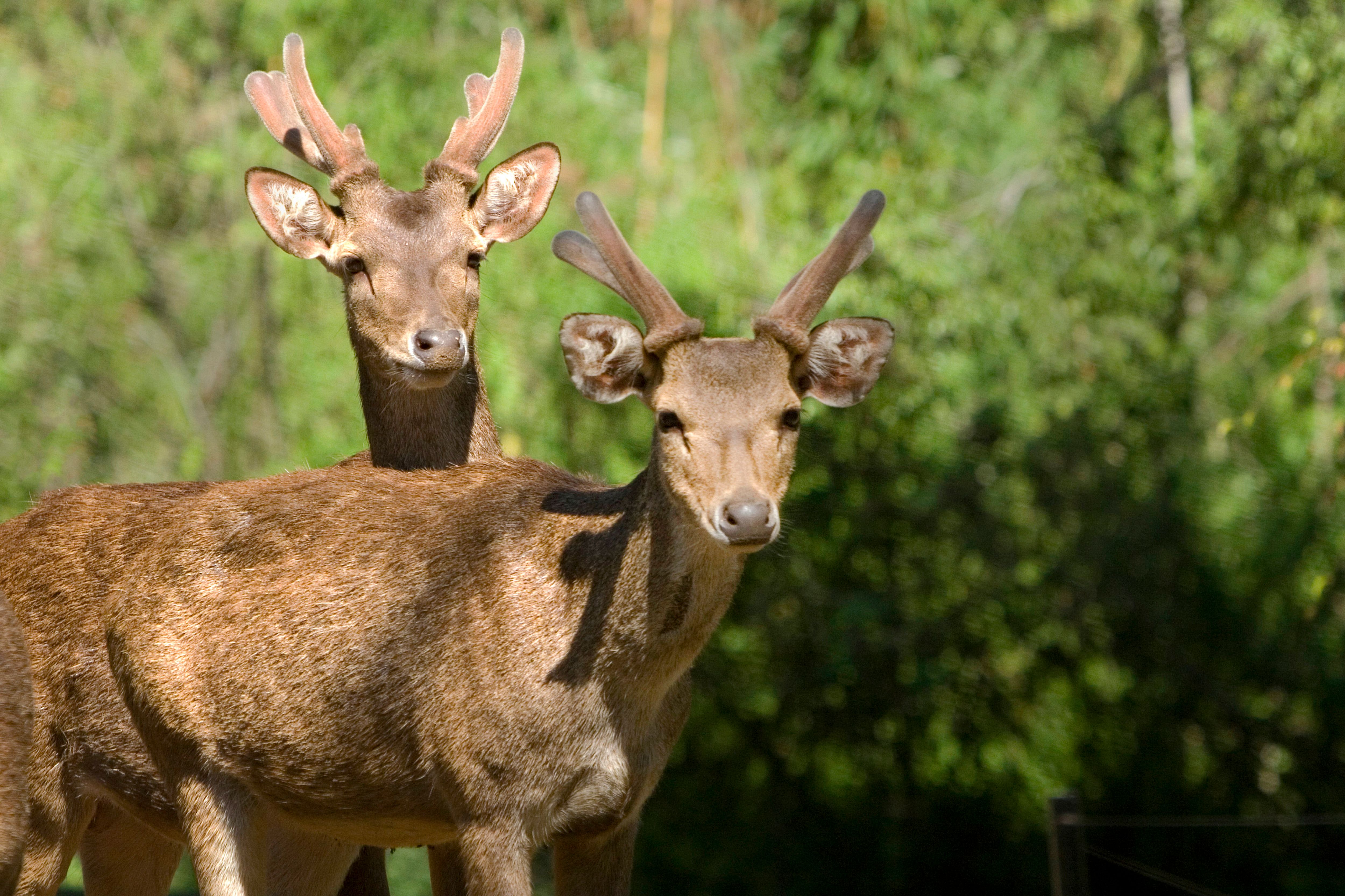 Two Sambar Deer in Lush Forest Setting · Free Stock Photo