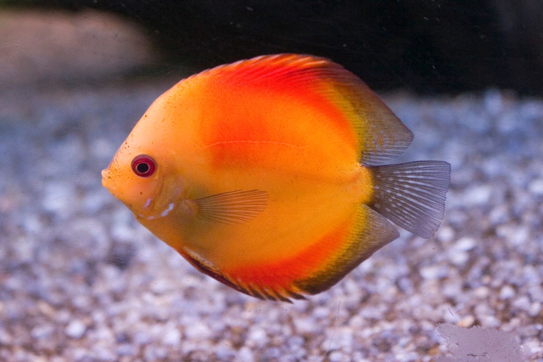 Best Budget Aquarium Decor for Small Tanks (2026) – Durable, Space-Smart Picks That Enhance Compact Aquariums