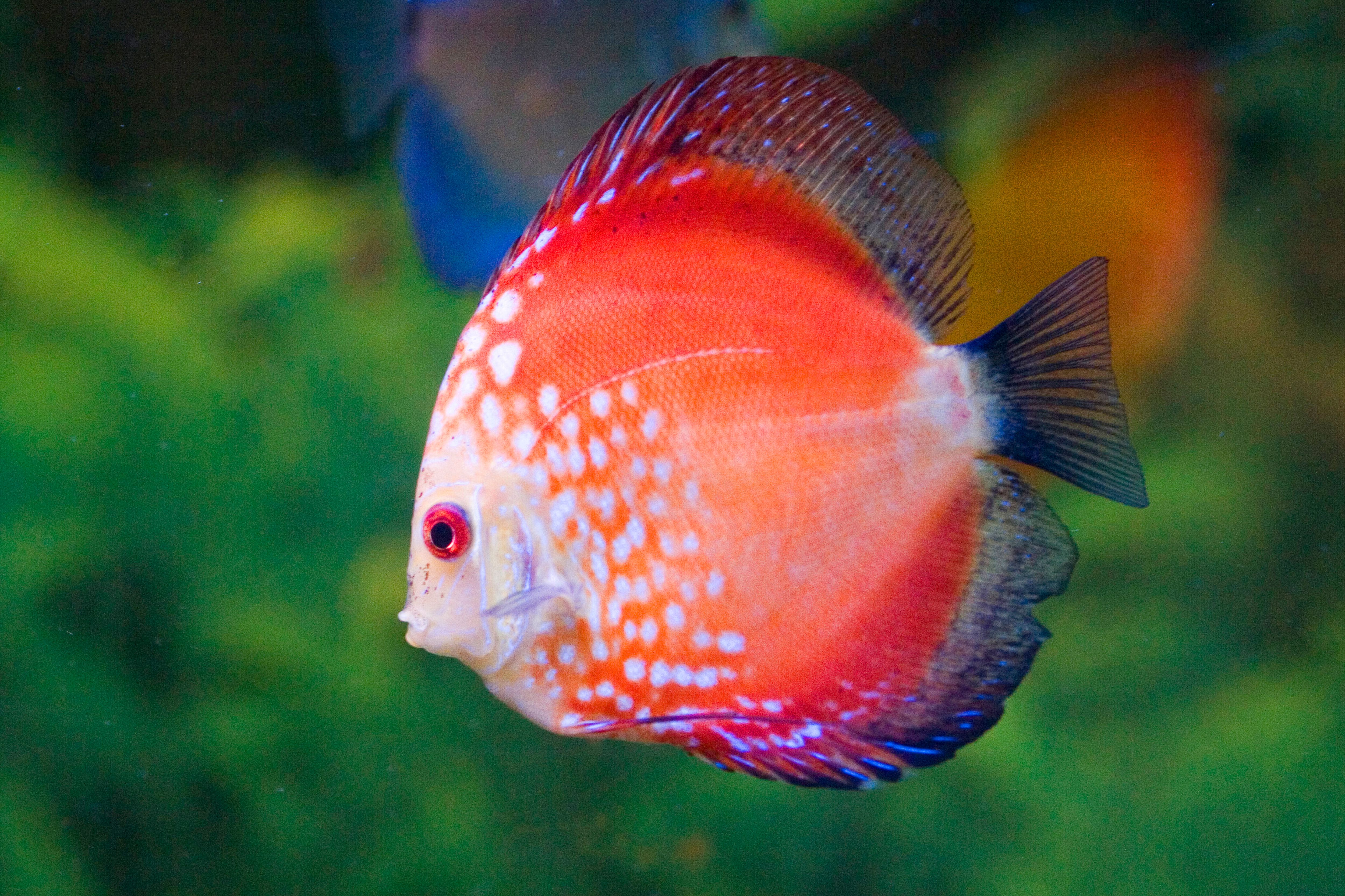 Close-up of a vibrant red discus fish swimming in a lush freshwater aquarium.