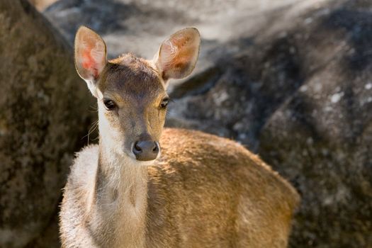A young deer stands alert in a sunlit forest area, showcasing its delicate features and soft fur.