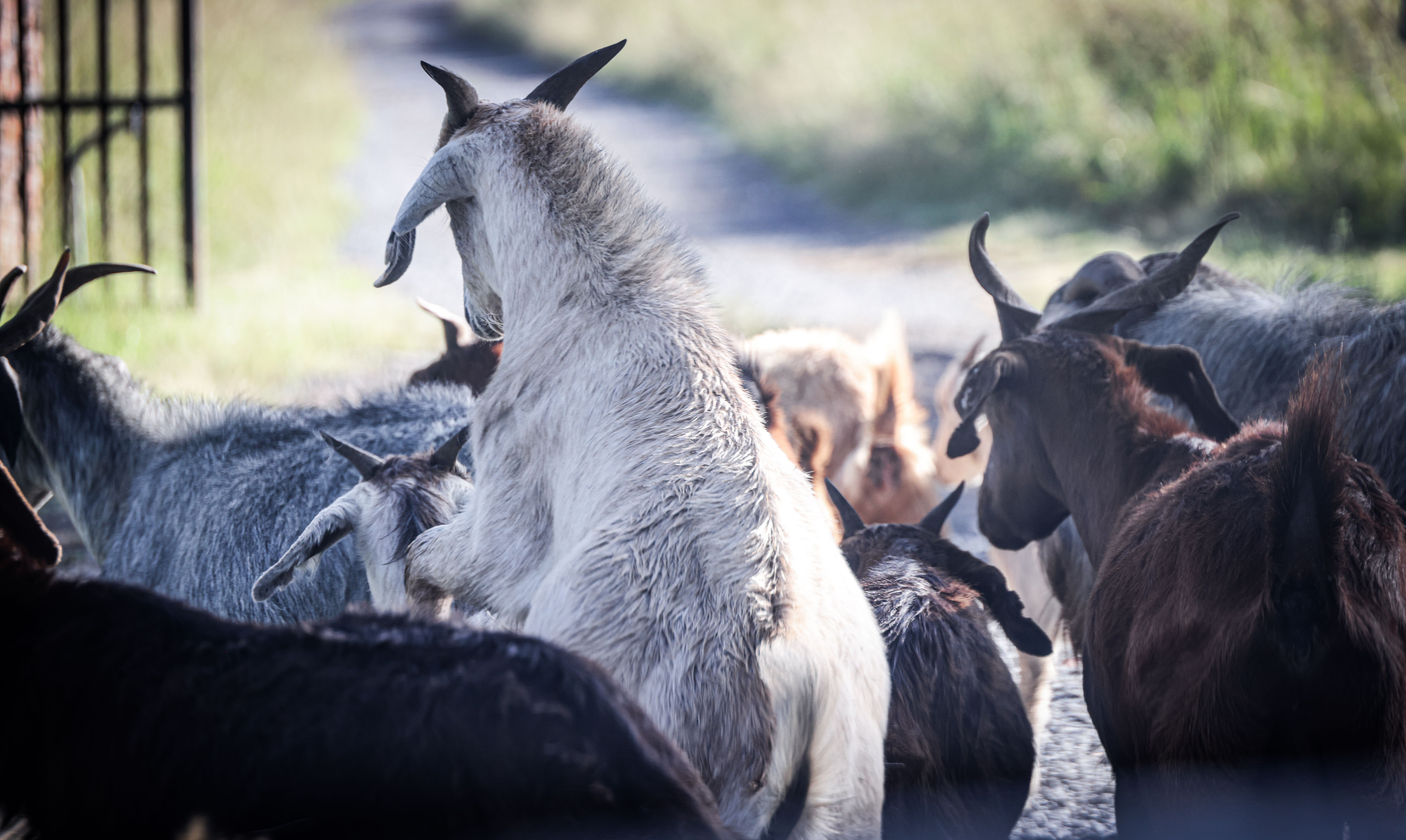 Group of Goats Grazing Outdoors in Daylight · Free Stock Photo