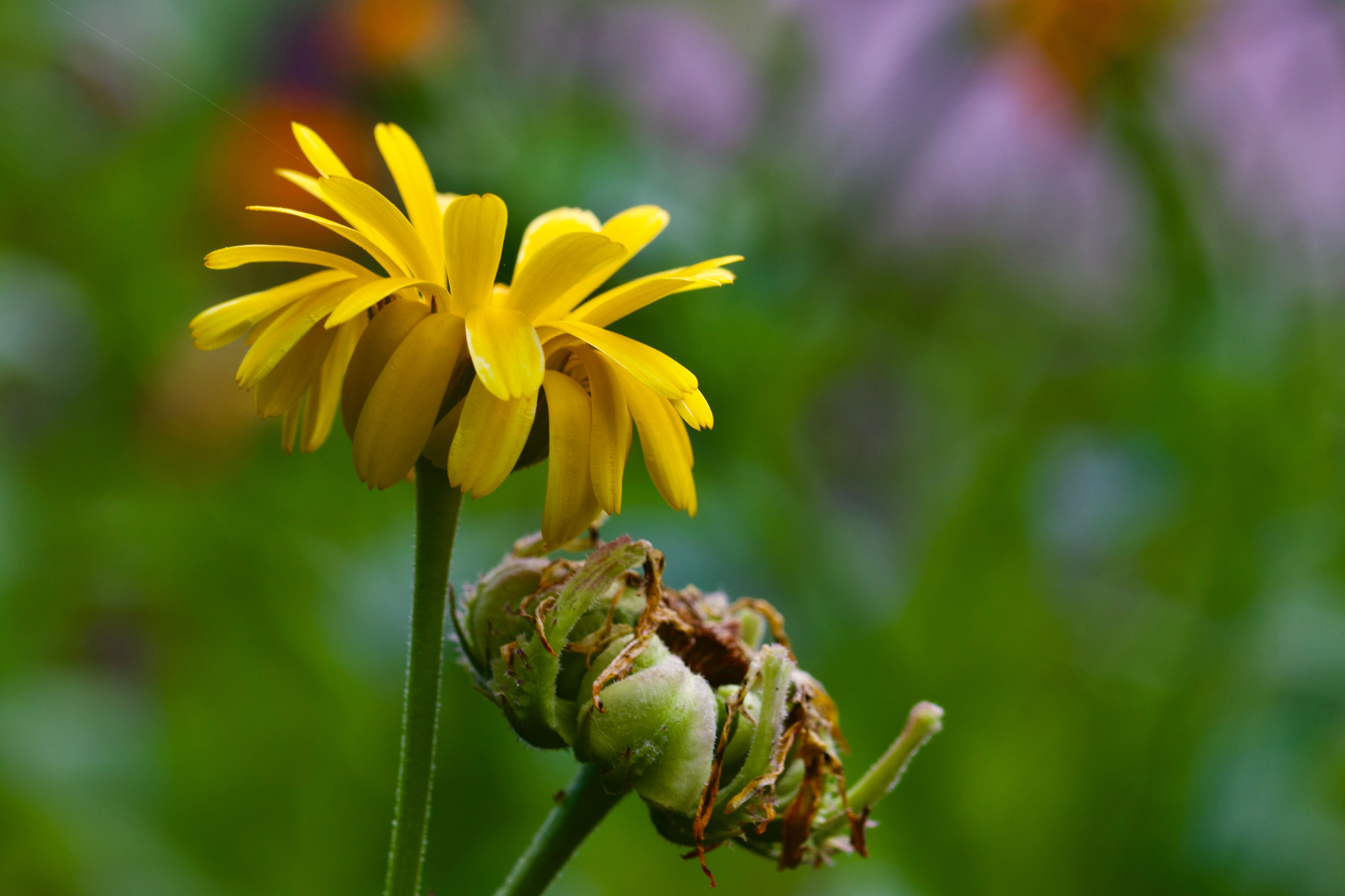 Arnica montana, Oral Herbal Arnica Can Cause Serious Toxicity